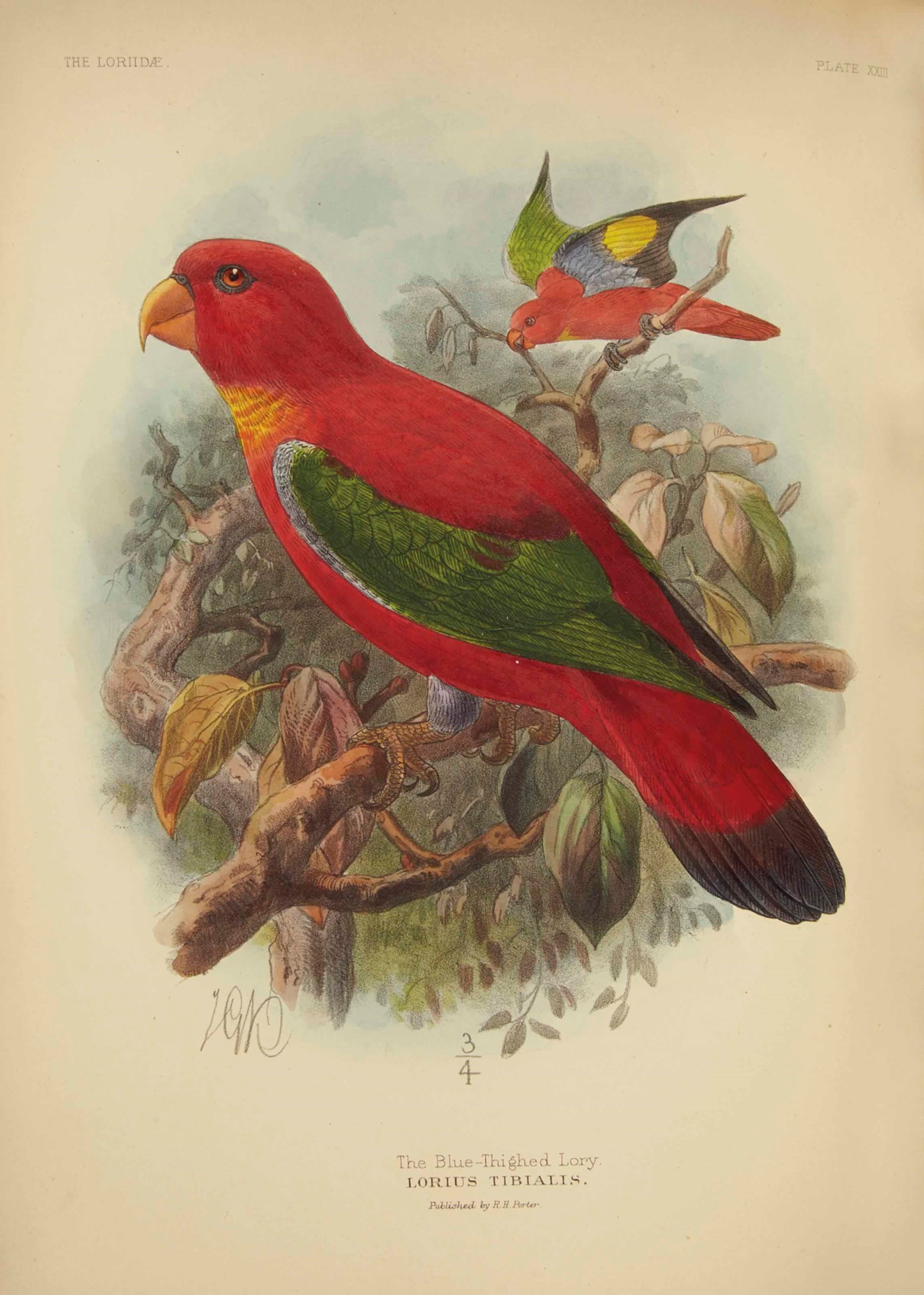 MIVART, St. George Jackson (1827-1900). A Monograph of the Lories or ...