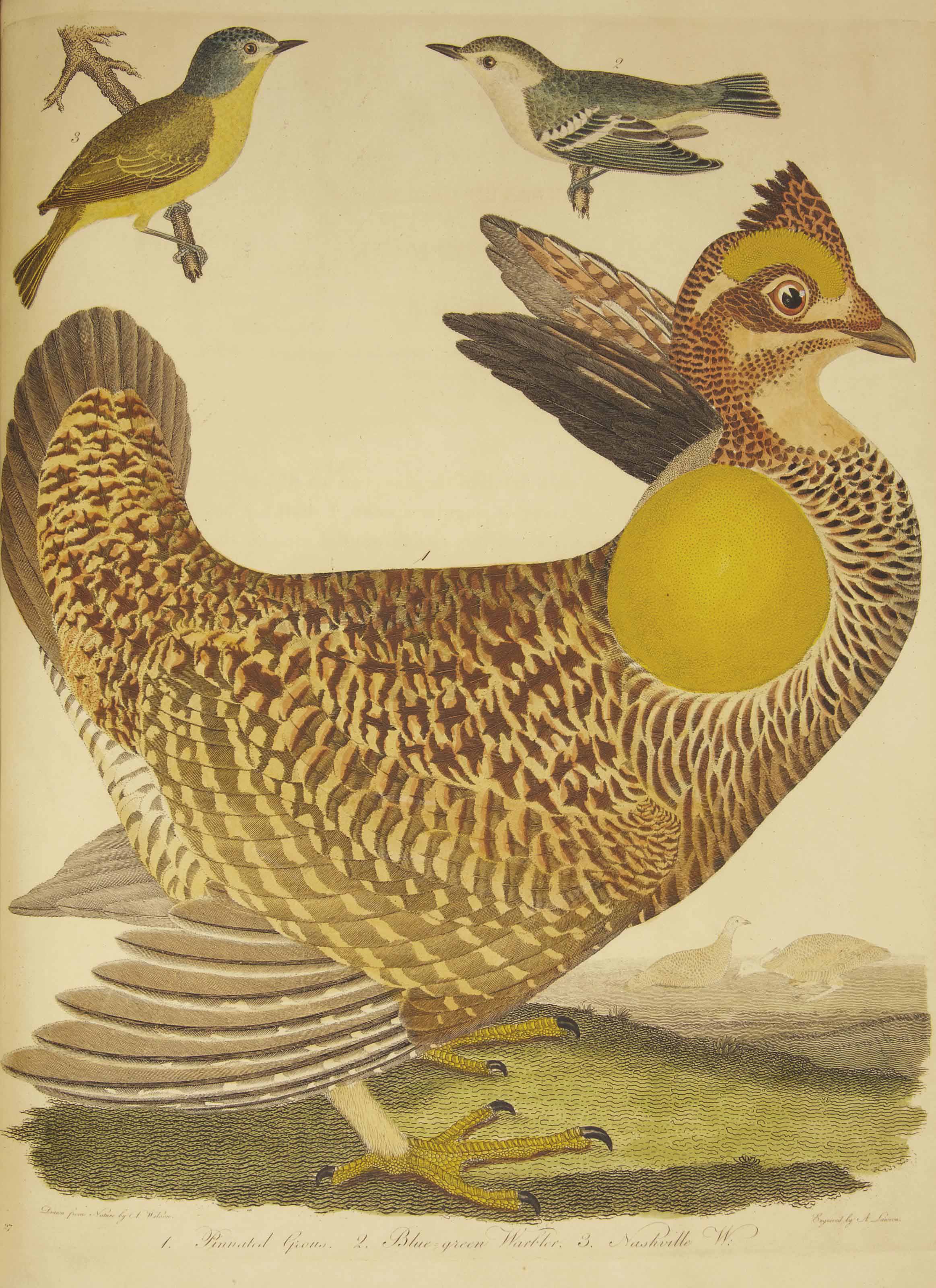 WILSON, Alexander (17661813). American Ornithology; or, The natural