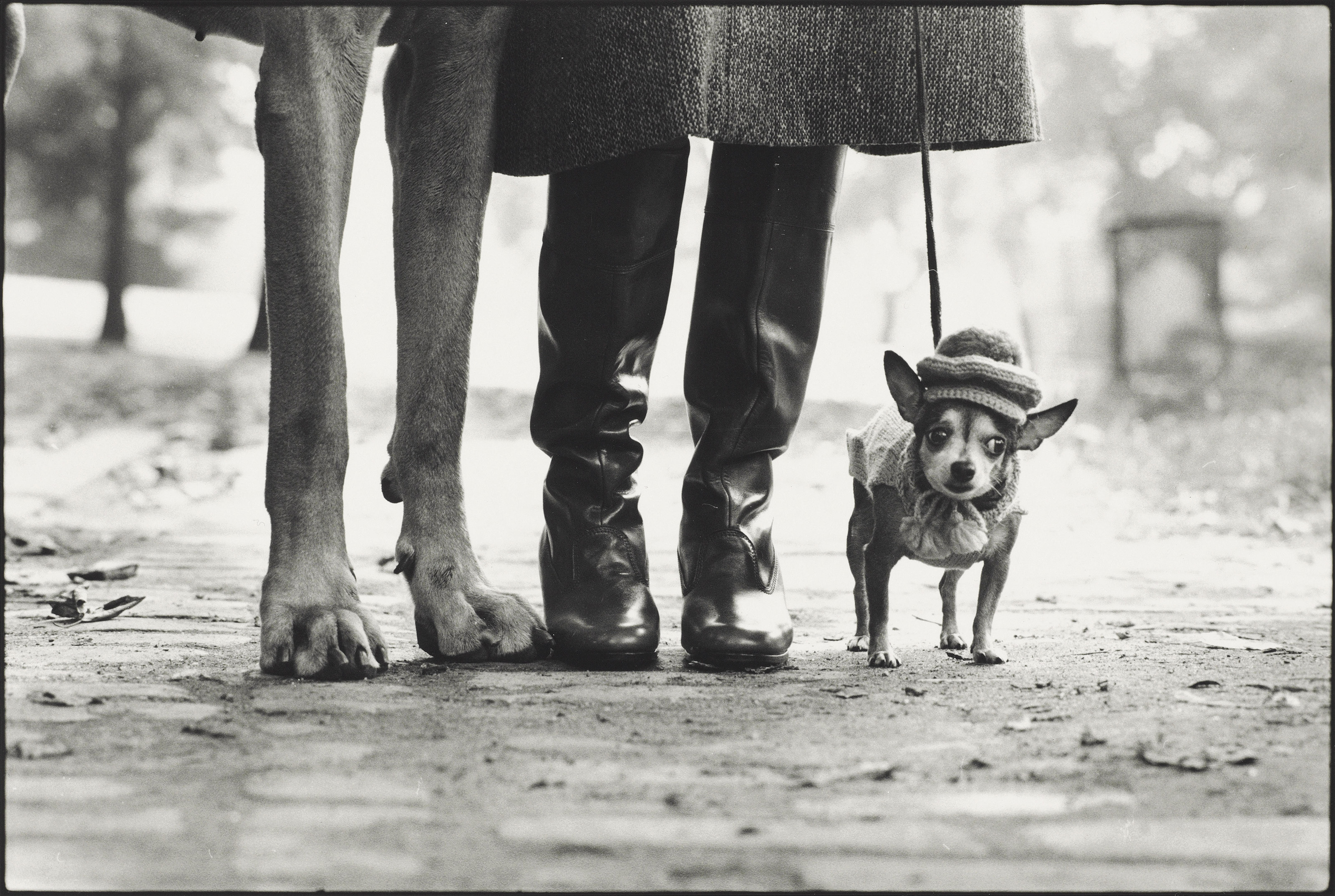 Dusted, 1982, William Wegman (b. 1942) | Christie's