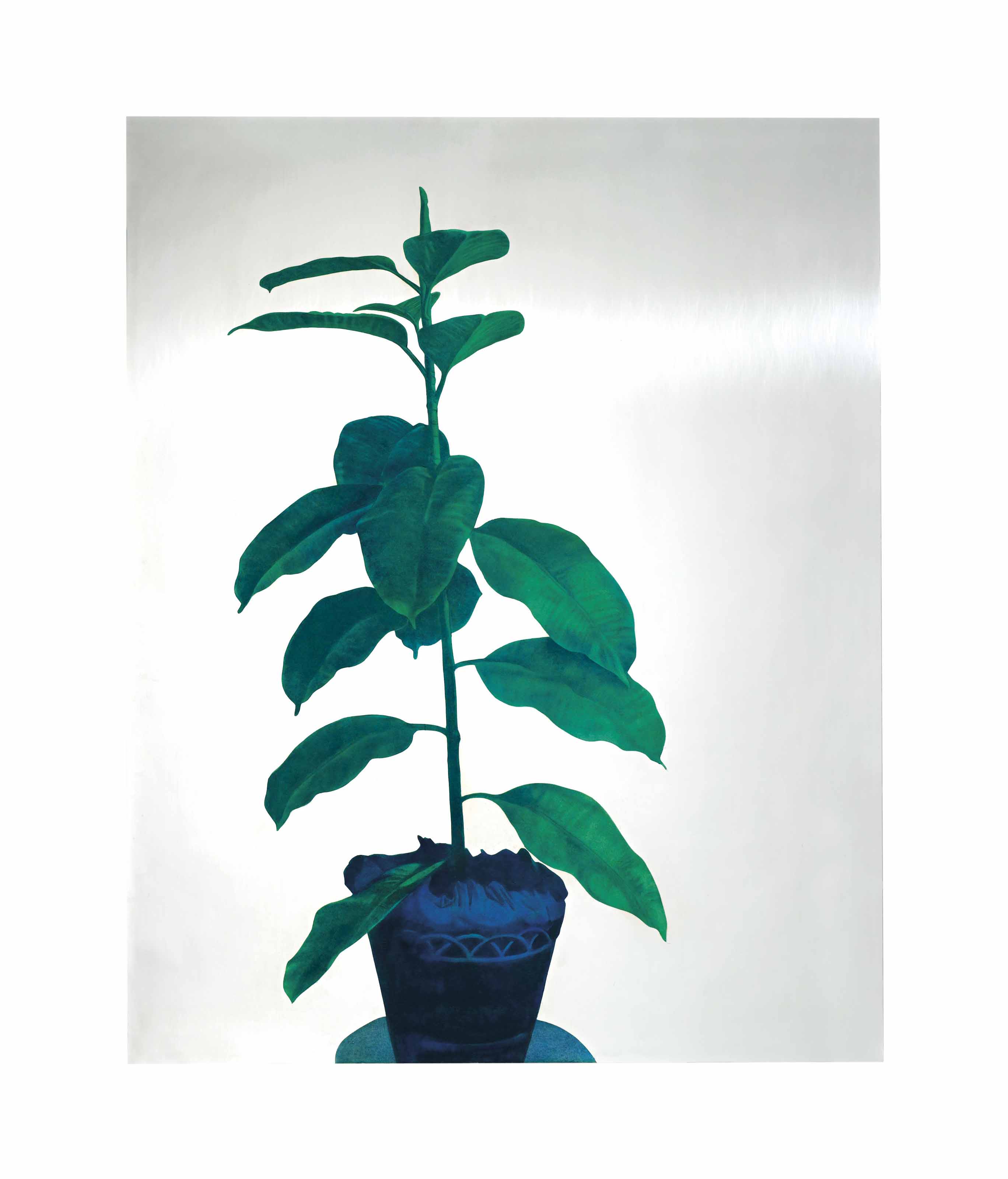 Ficus (Fig)
