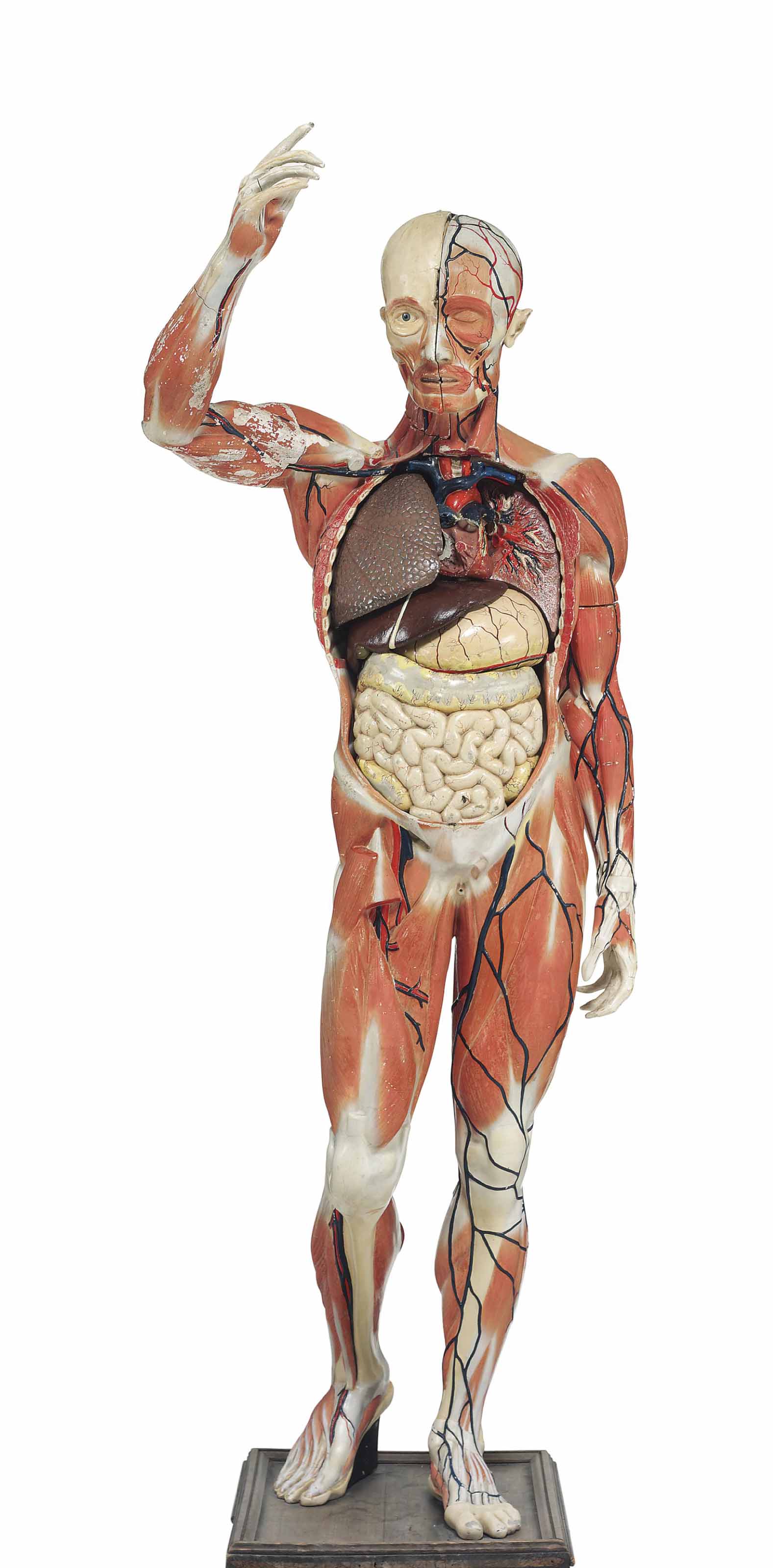 anatomical models for drawing