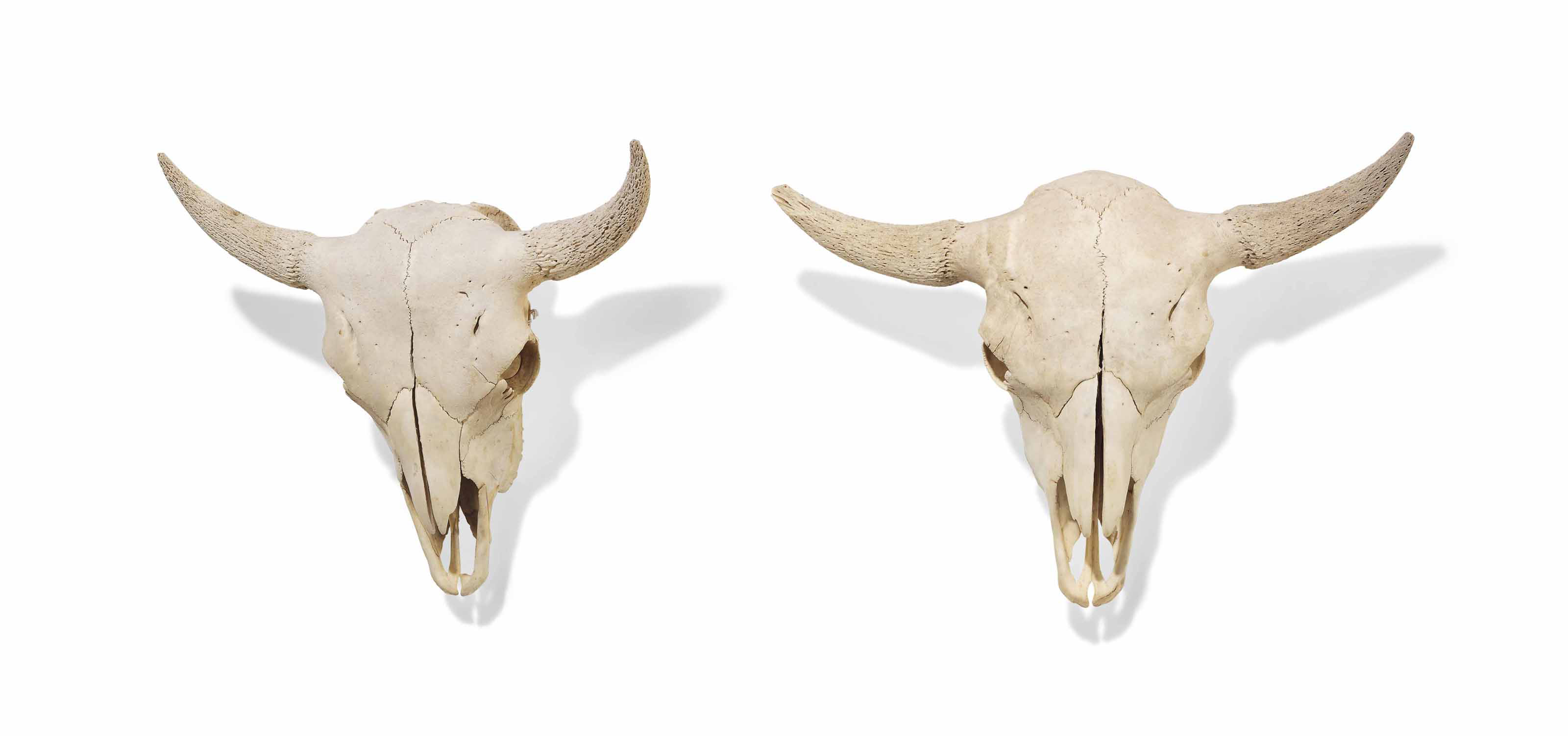 TWO COW SKULLS (BOS PRIMIGENIUS) , 20TH CENTURY Christie's
