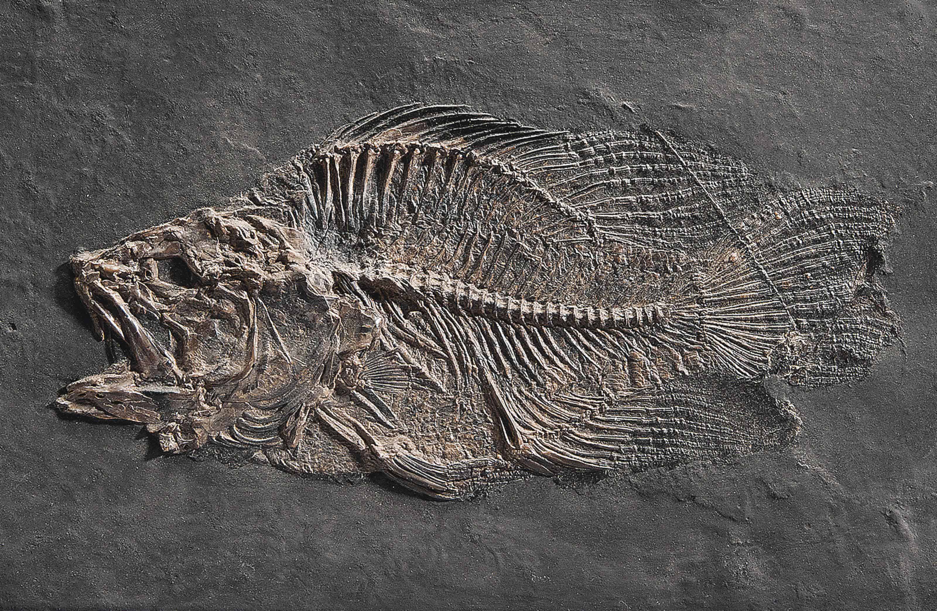 A FOSSIL FISH , GERMANY Christie's