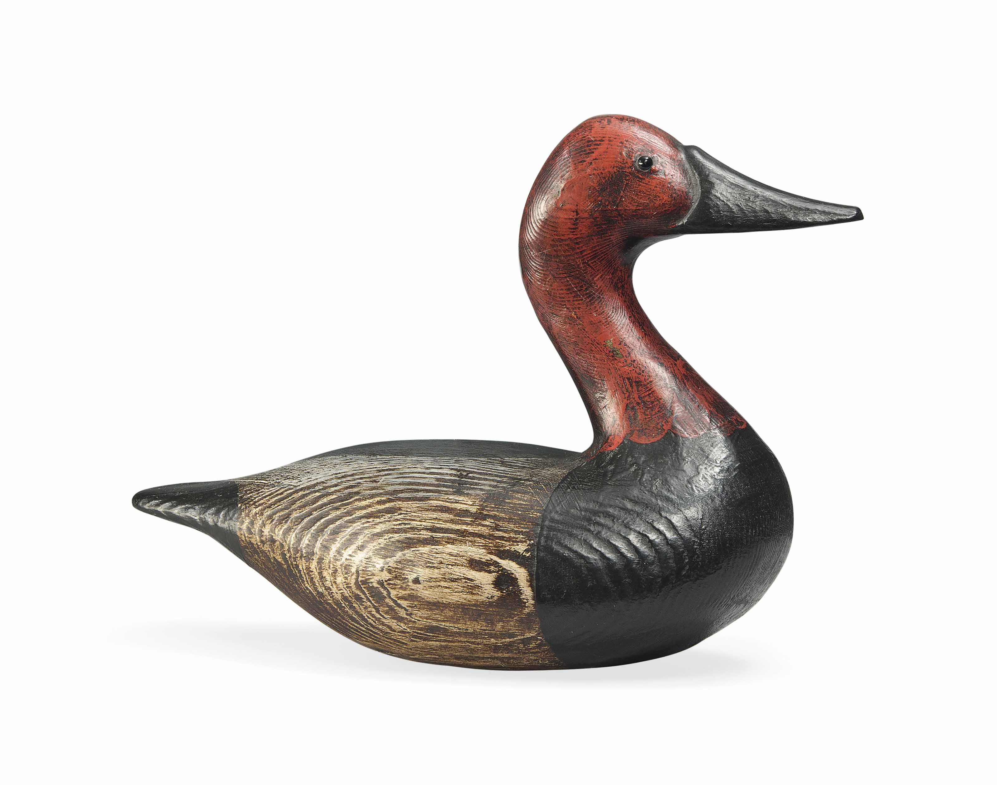 Canvasback
