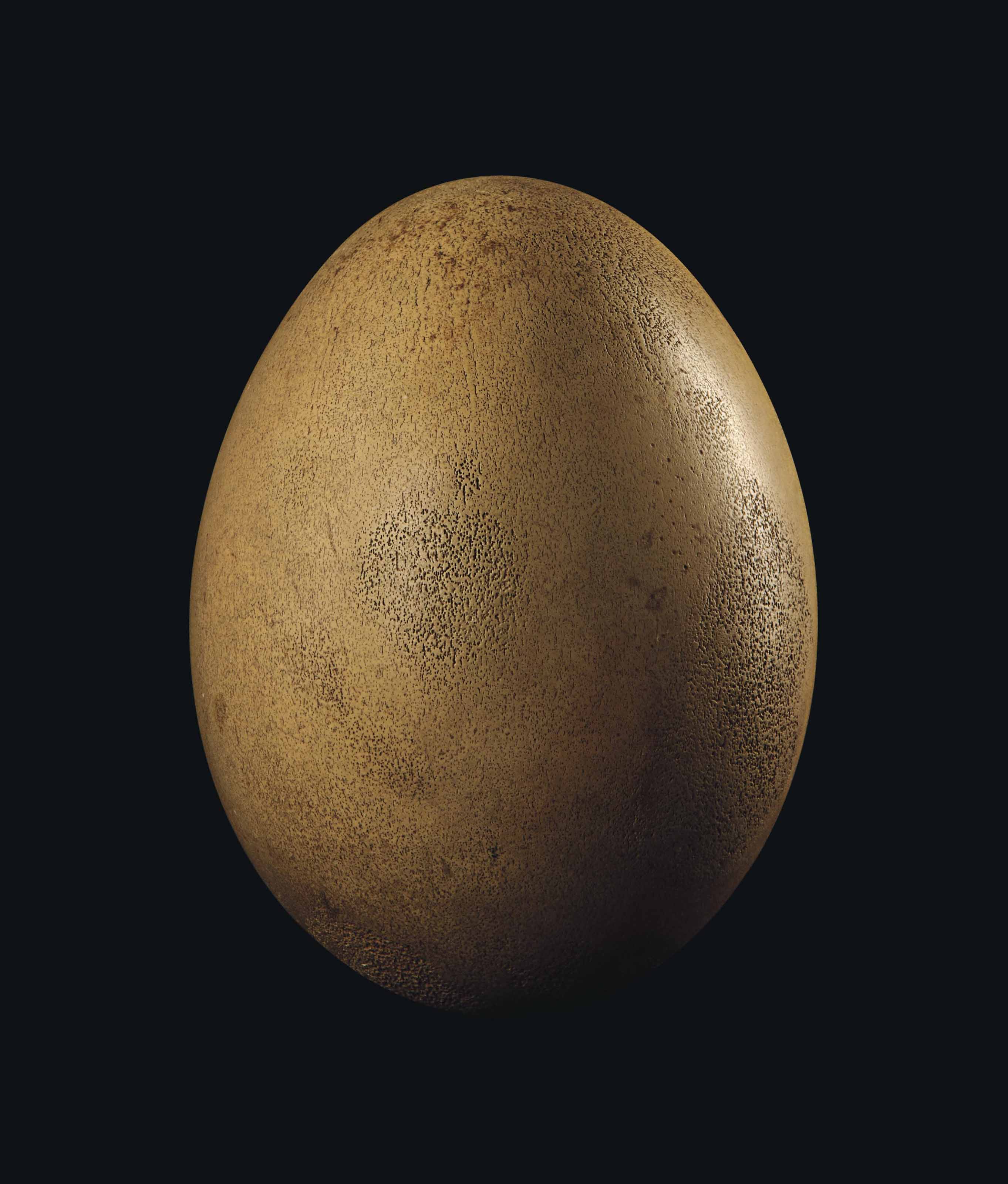 An Intact Elephant Bird Egg Madagascar Pre 17th Century