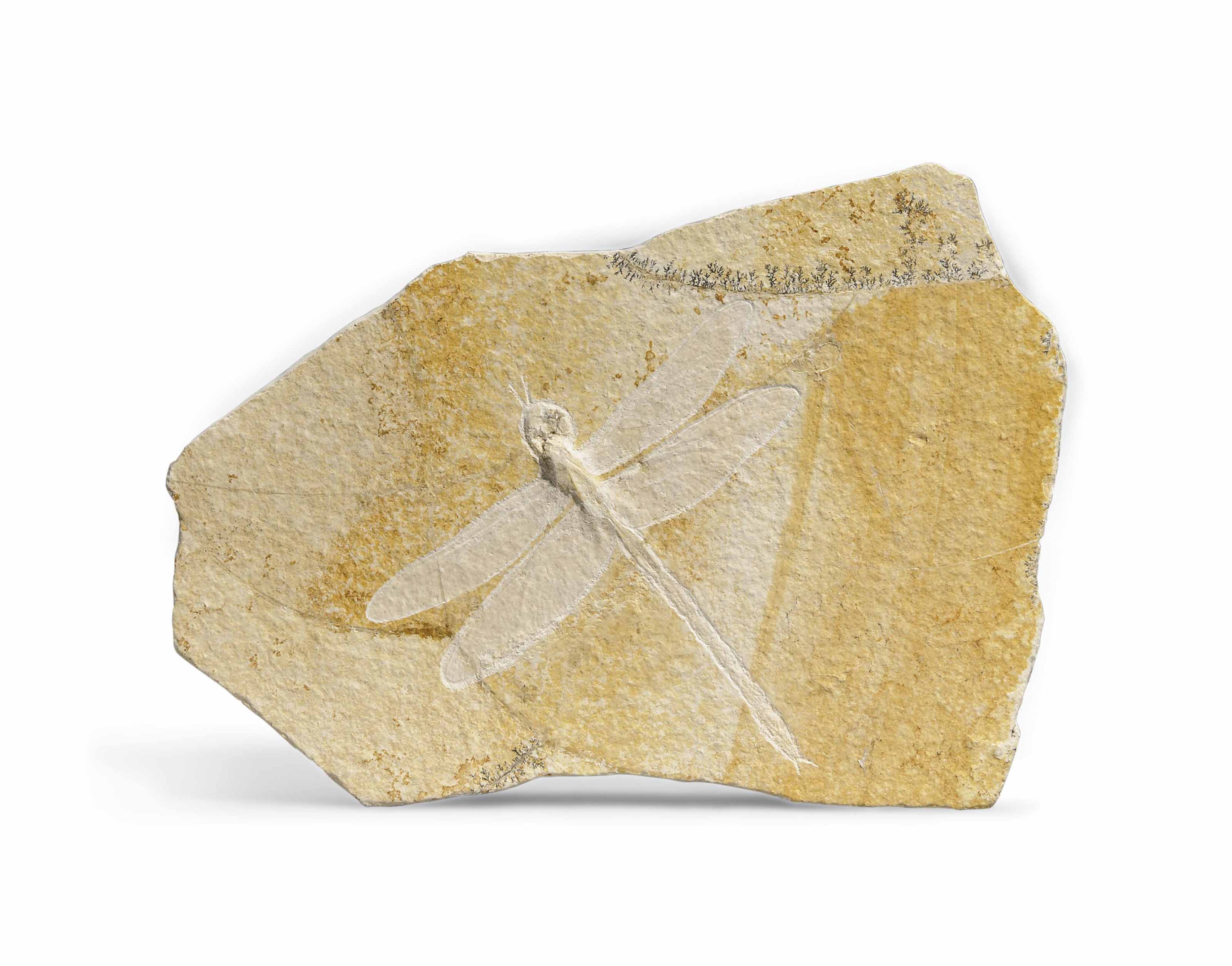 A Fossil Dragonfly , SOLNHOFEN, GERMANY Christie's