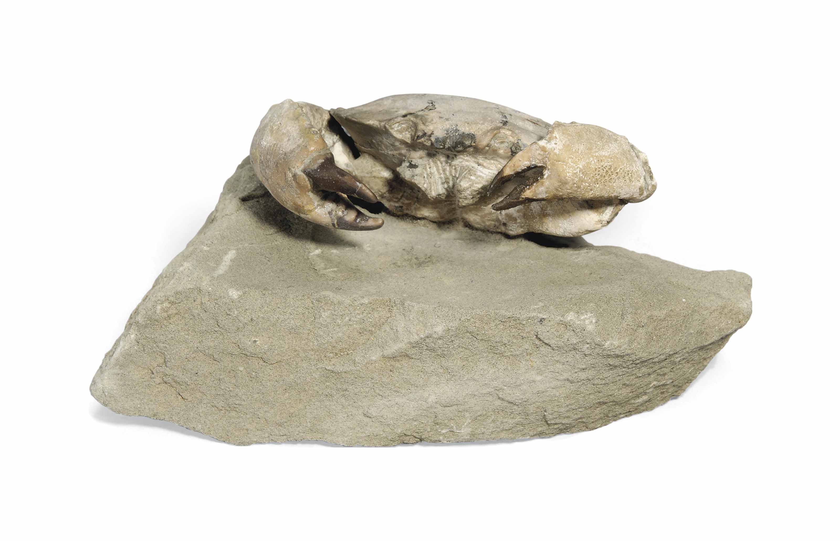 A Fossil Crab , ITALY Christie's
