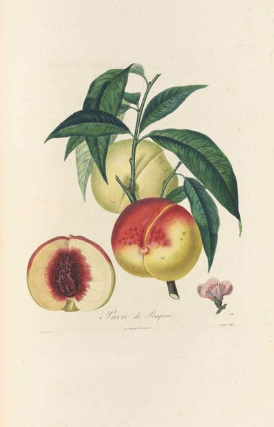 HENRILOUIS DUHAMEL DU MONCEAU (17001782) Christie's