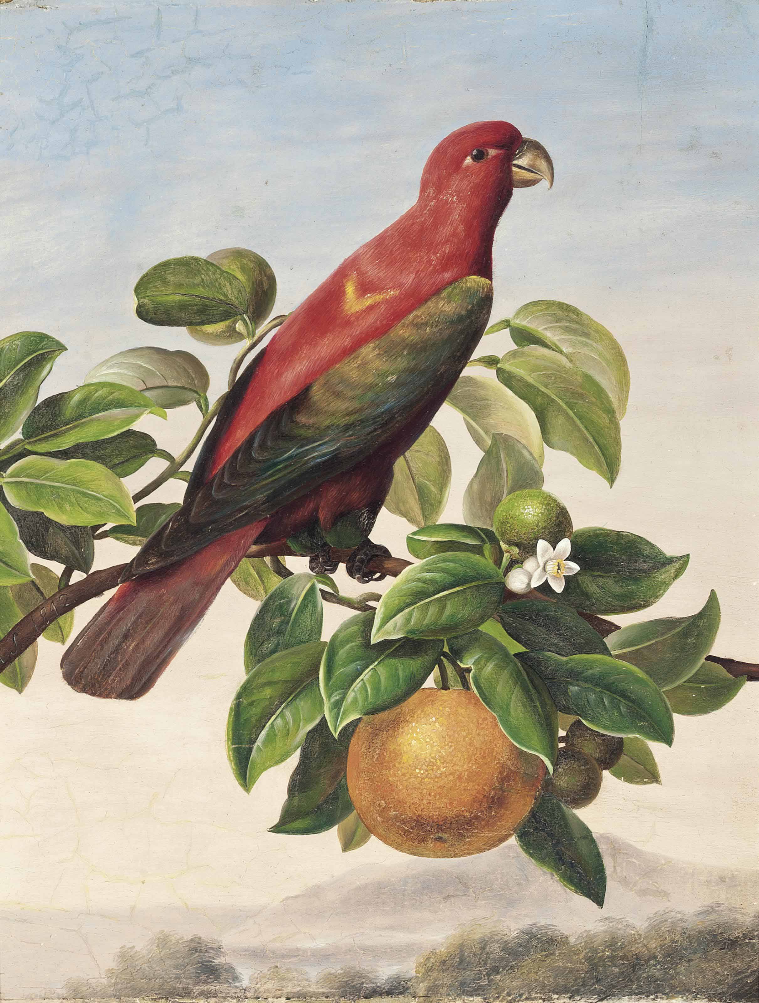 https://www.christies.com/img/LotImages/2014/CSK/2014_CSK_05660_0179_000(french_school_19th_century_a_parrot_on_an_orange_branch).jpg