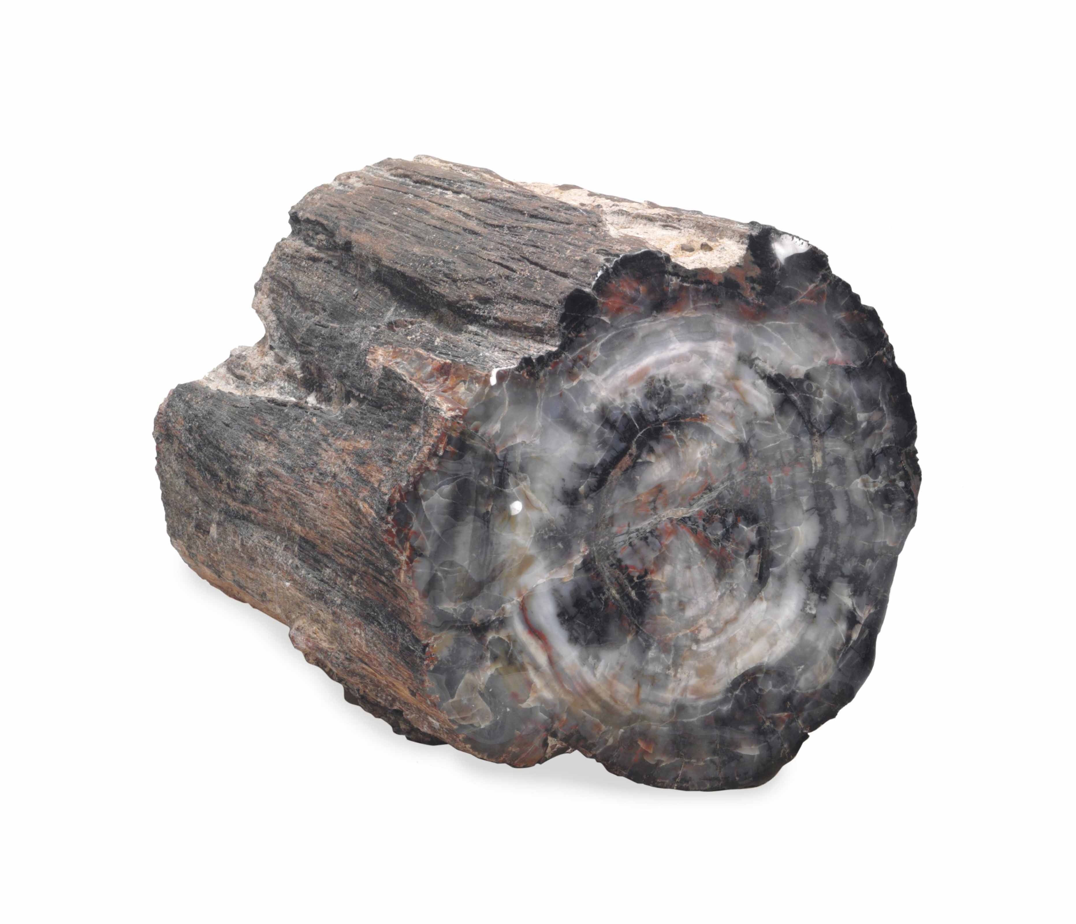 A PETRIFIED WOOD STUMP Christie's
