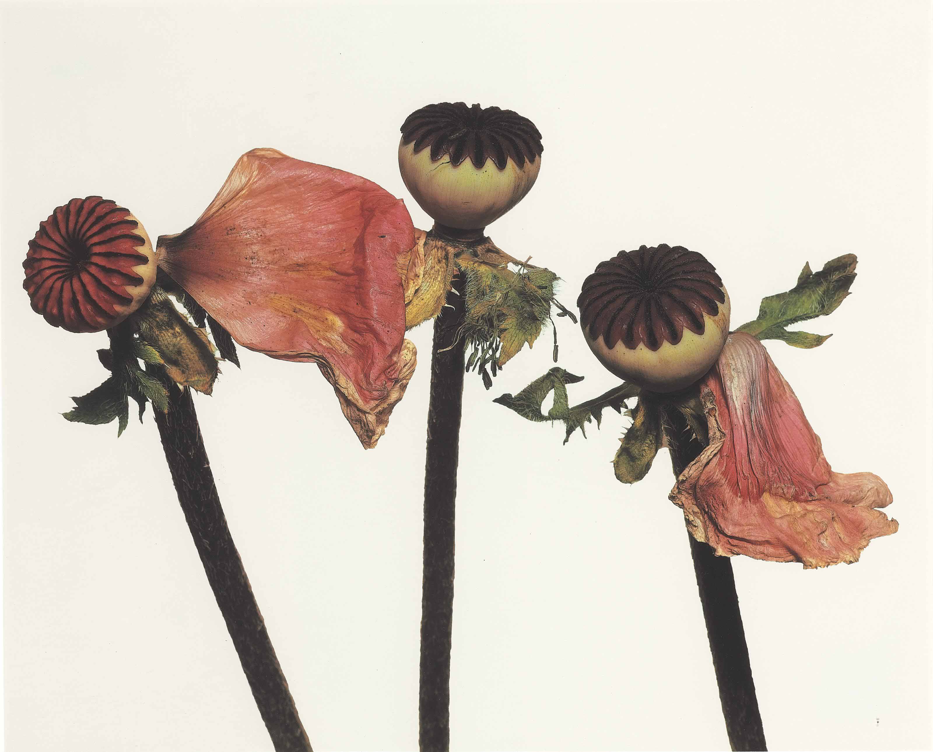 IRVING PENN (1917-2009) , Single Oriental Poppy (New York), 1968