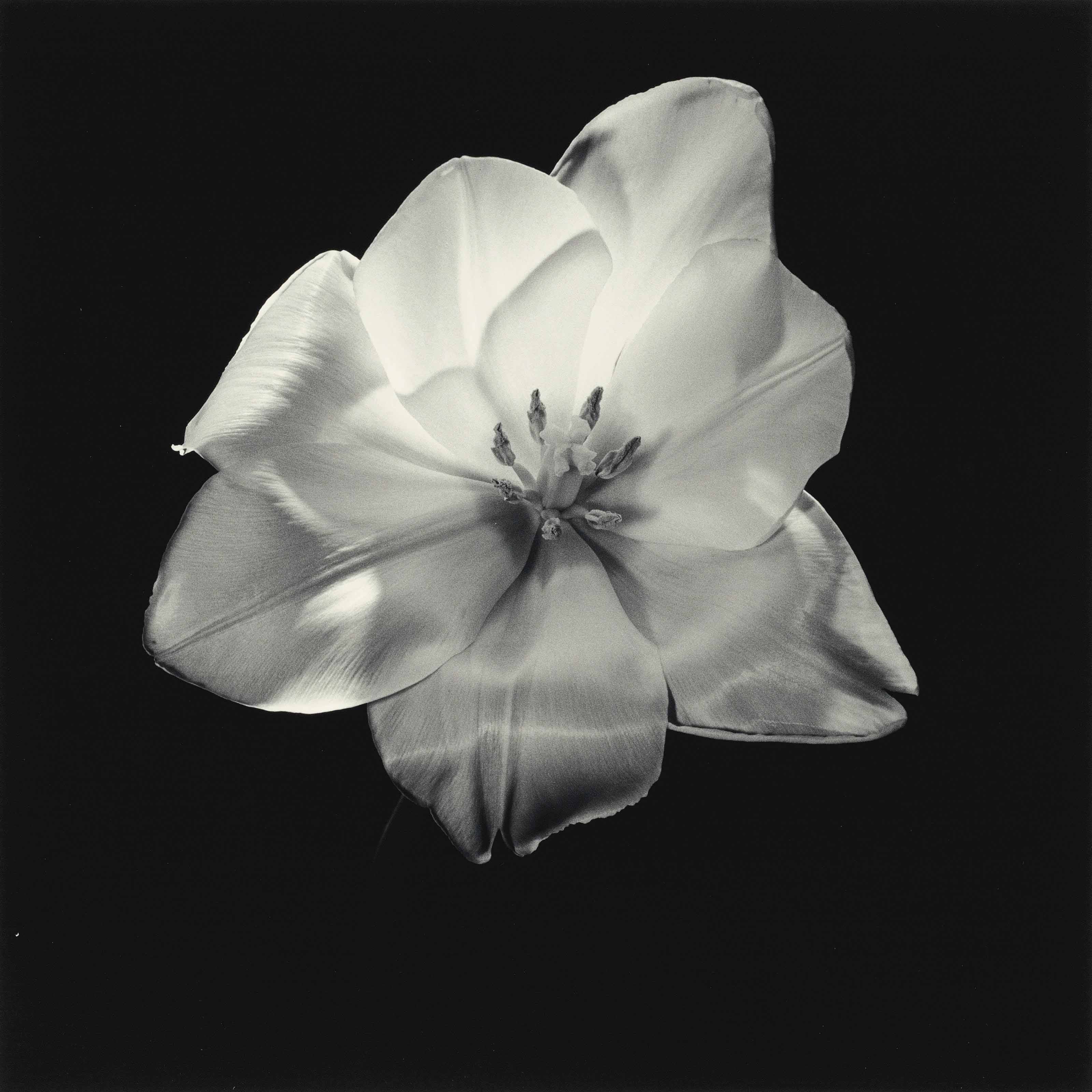 robert-mapplethorpe-1946-1989-tulip-1985-christie-s