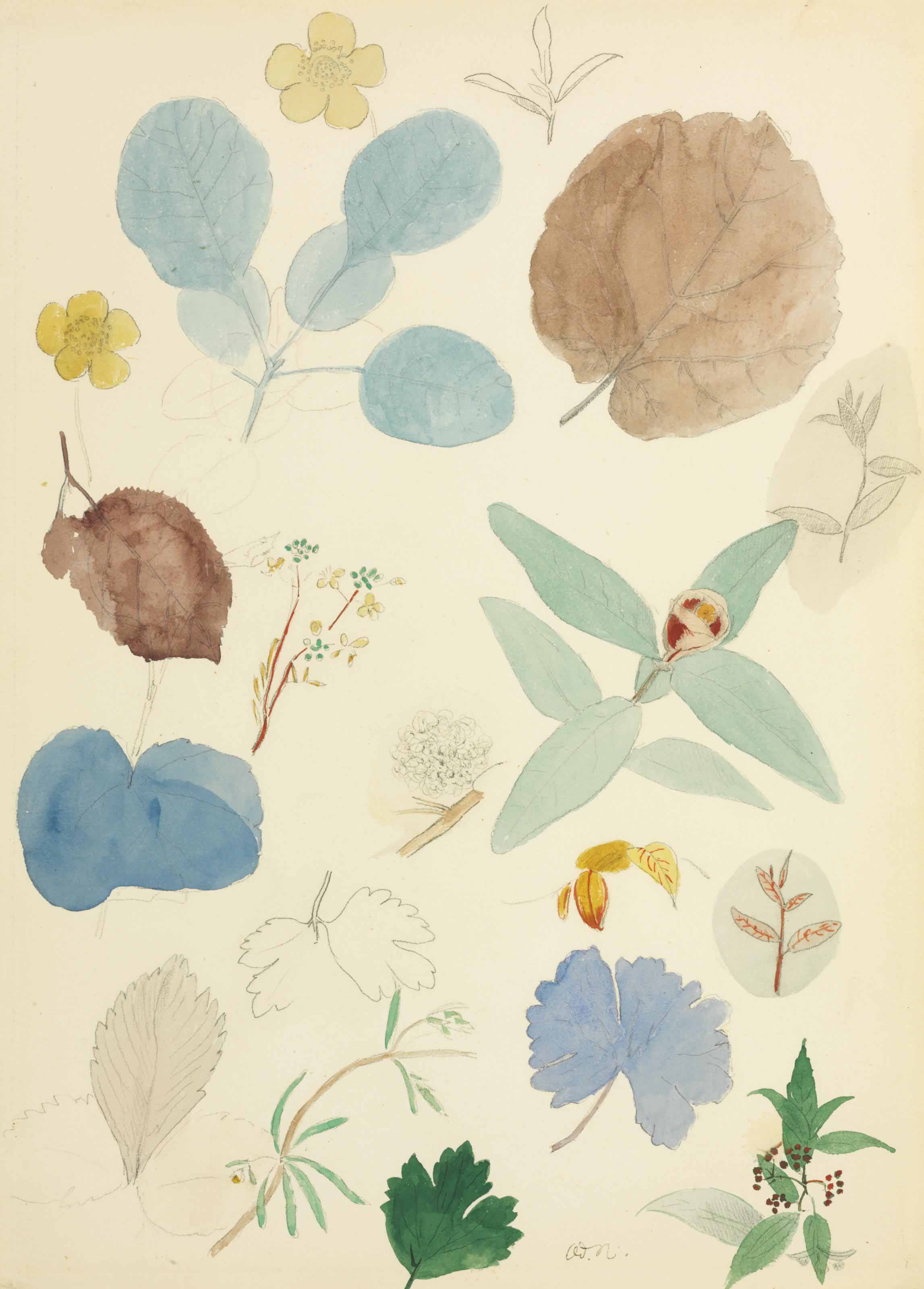 Etudes de fleurs et feuilles
