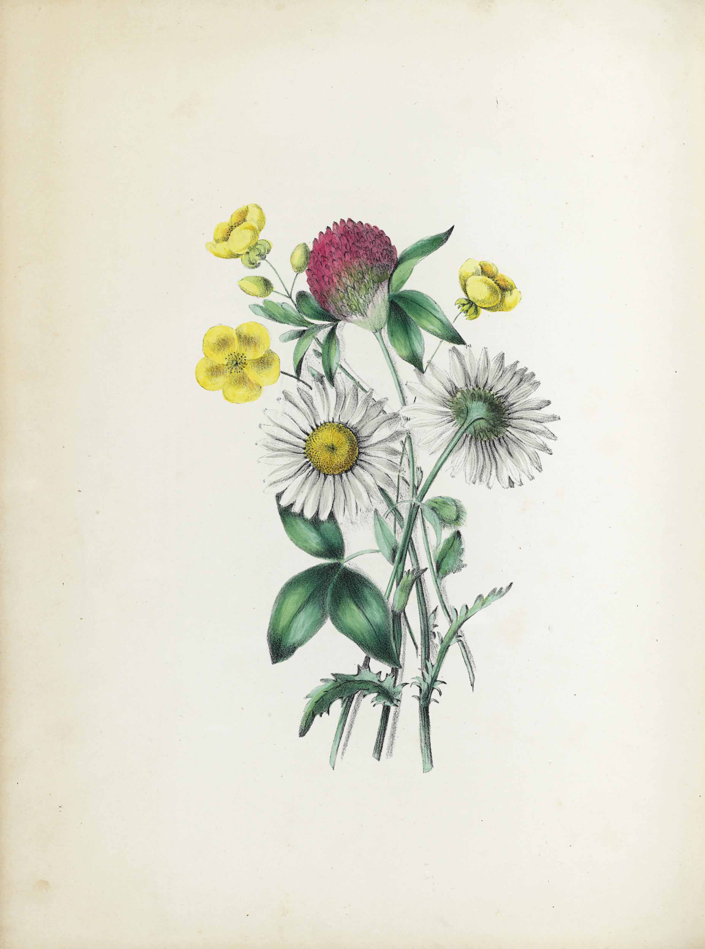 Badger C Larissa M Unger 1806 1889 Wild Flowers Drawn