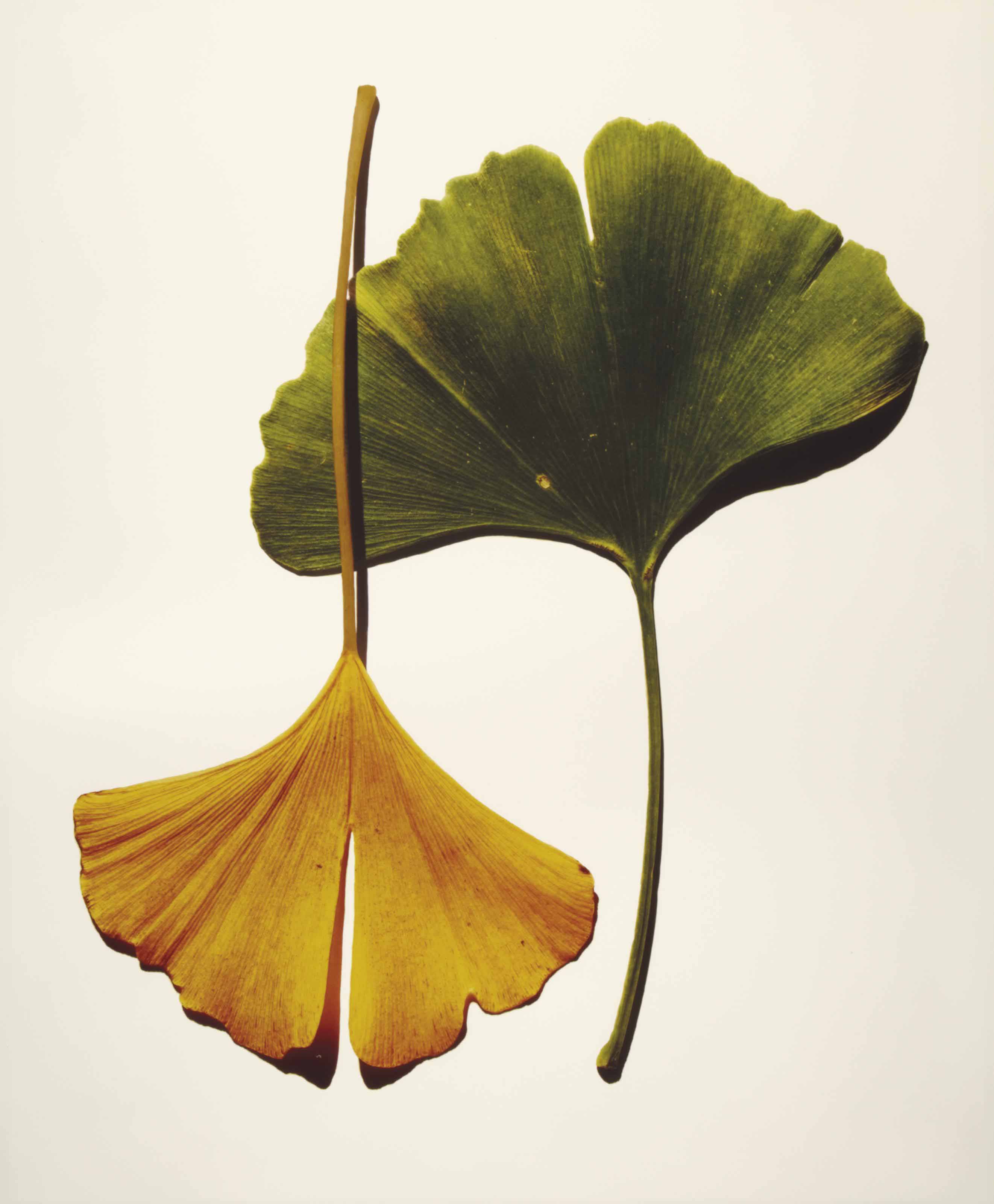 IRVING PENN (19172009) , Gingko Leaves , New York, 1990