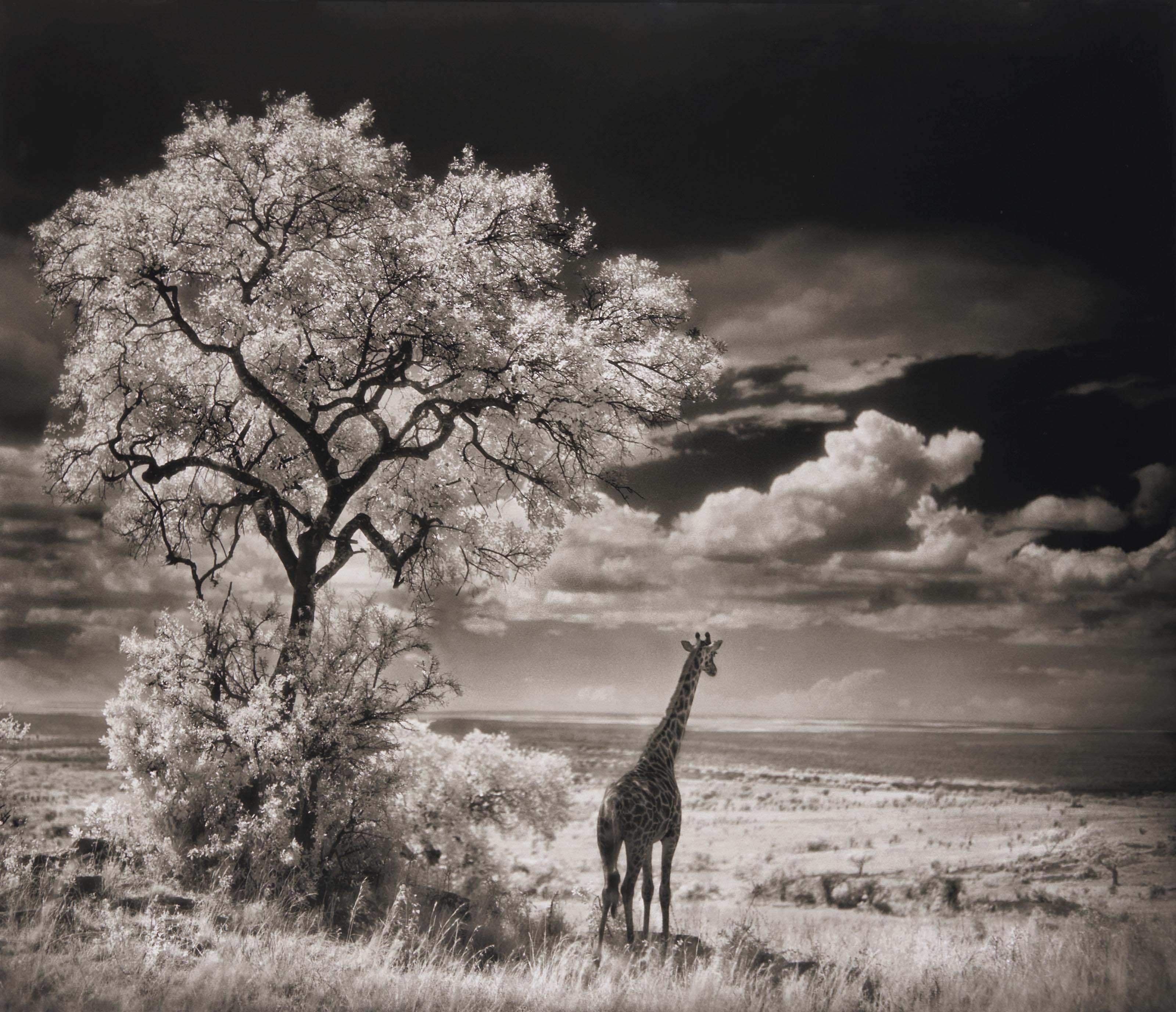 Черно белые картины. Ник Брандт Nick Brandt. Ник Брандт фотограф. Африка Ника Брандта.