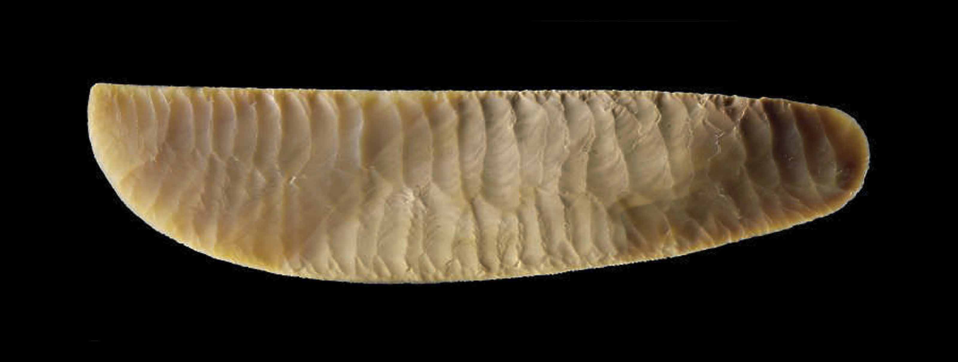 AN EGYPTIAN FLINT KNIFE , PREDYNASTIC PERIOD, NAQADA III, CIRCA 3200