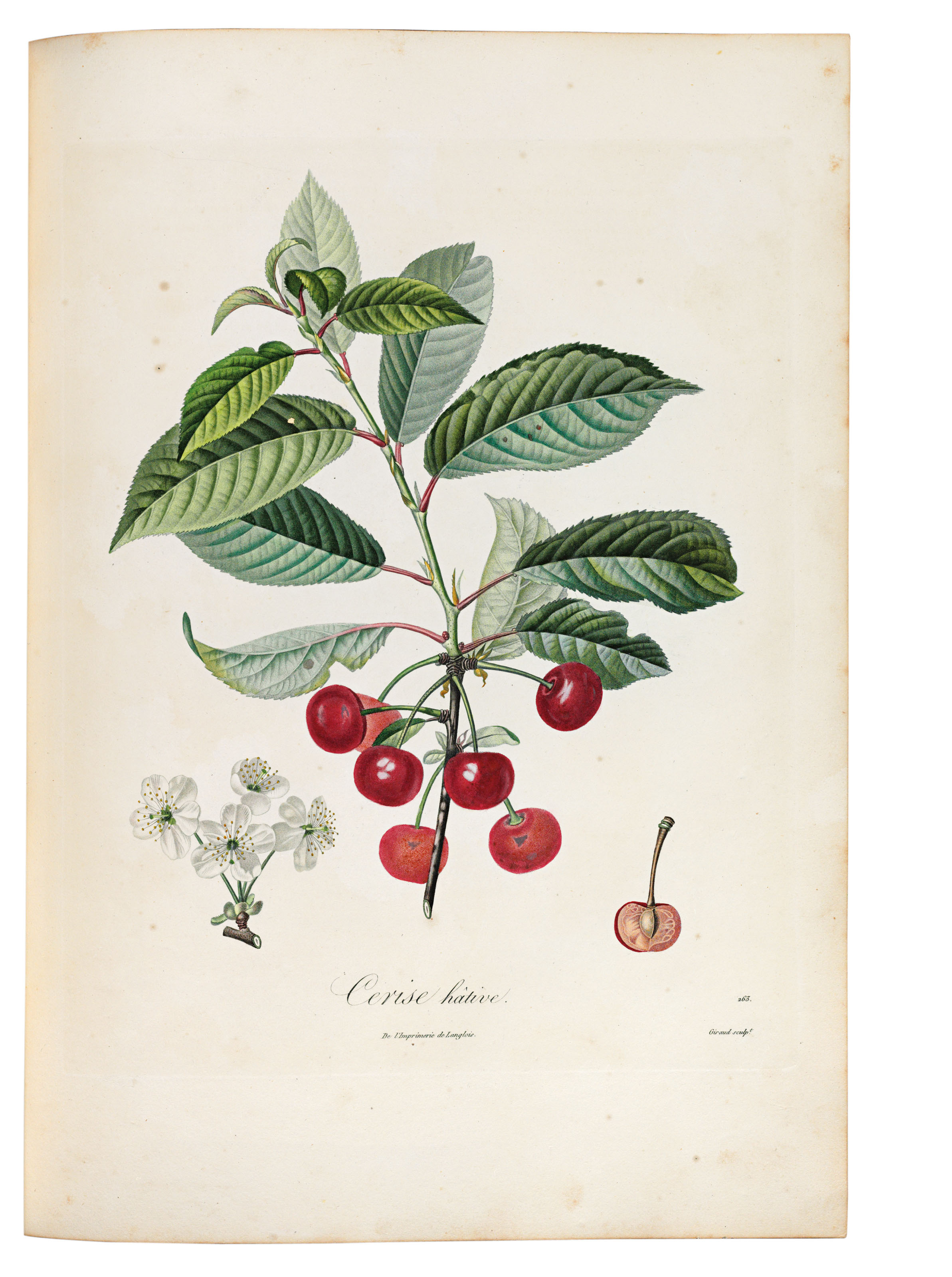 POITEAU, PierreAntoine (17661854). Pomologie Française. Recueil des