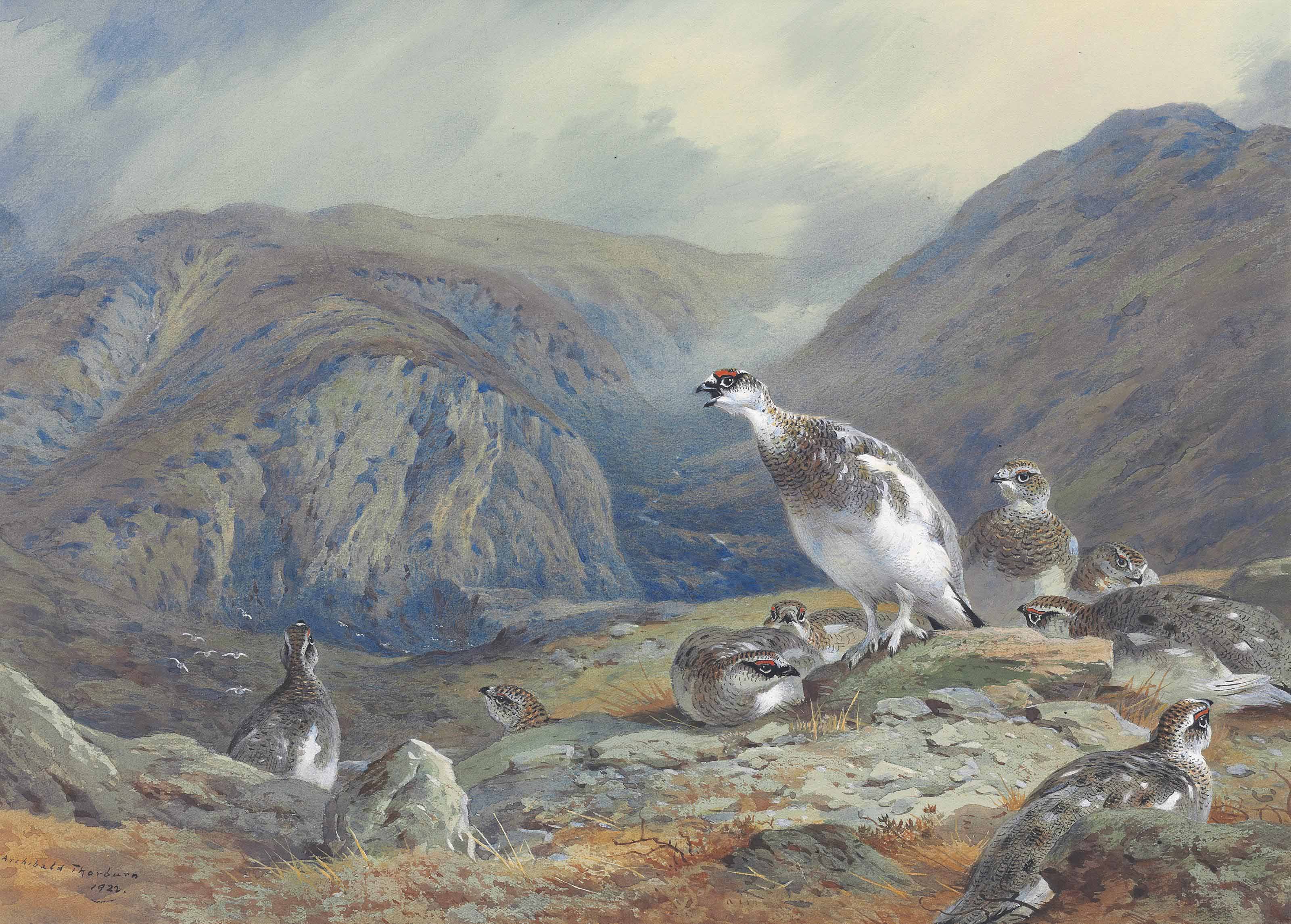 Archibald Thorburn (18601935) , Ptarmigan in midplumage on a rocky