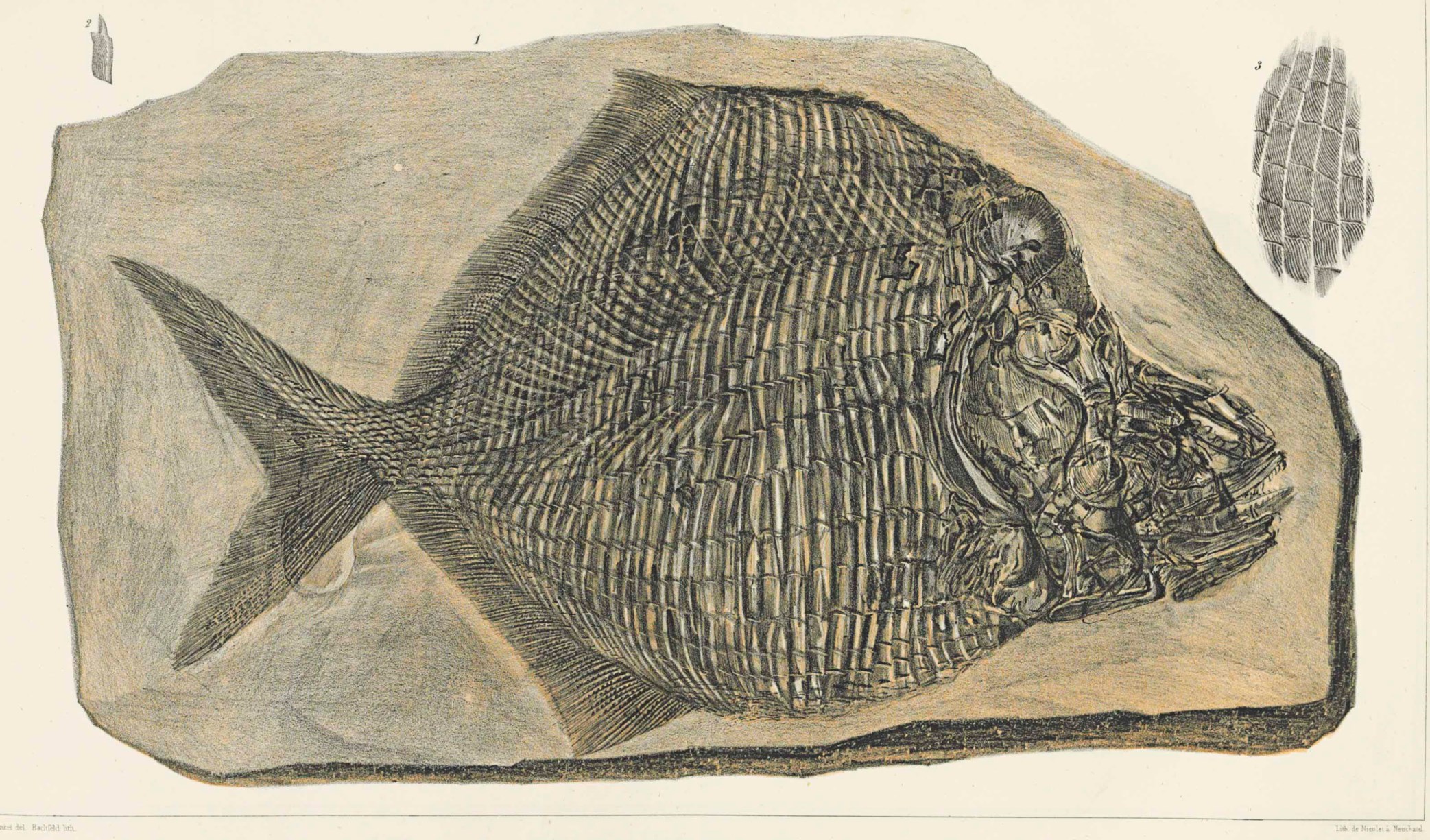 Forschungen Zu Fossilen Fischen Pl 351 Louis Agassiz main image 1