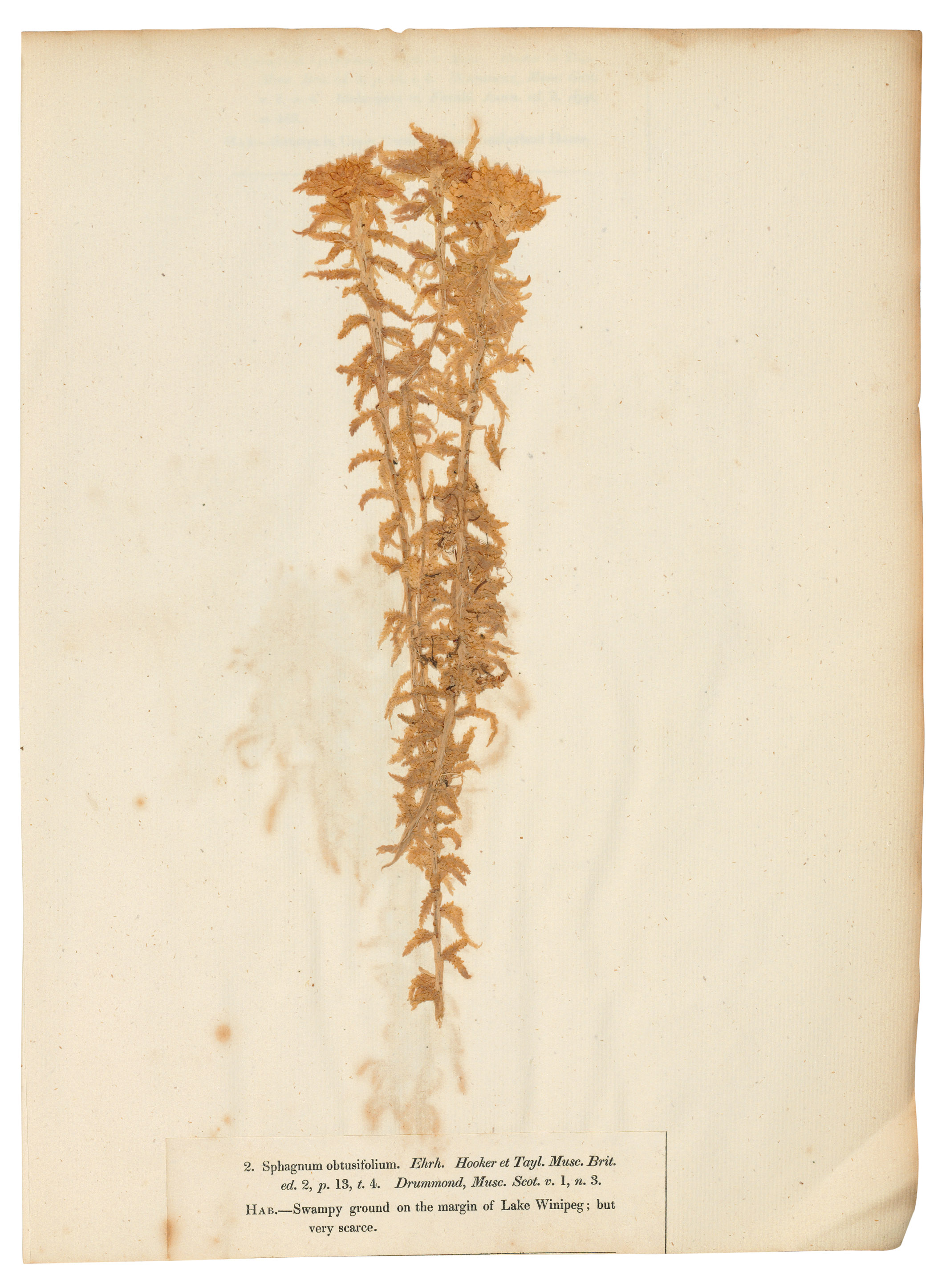 DRUMMOND, Thomas (bap. 17931835). Musci Americani or Specimens of the