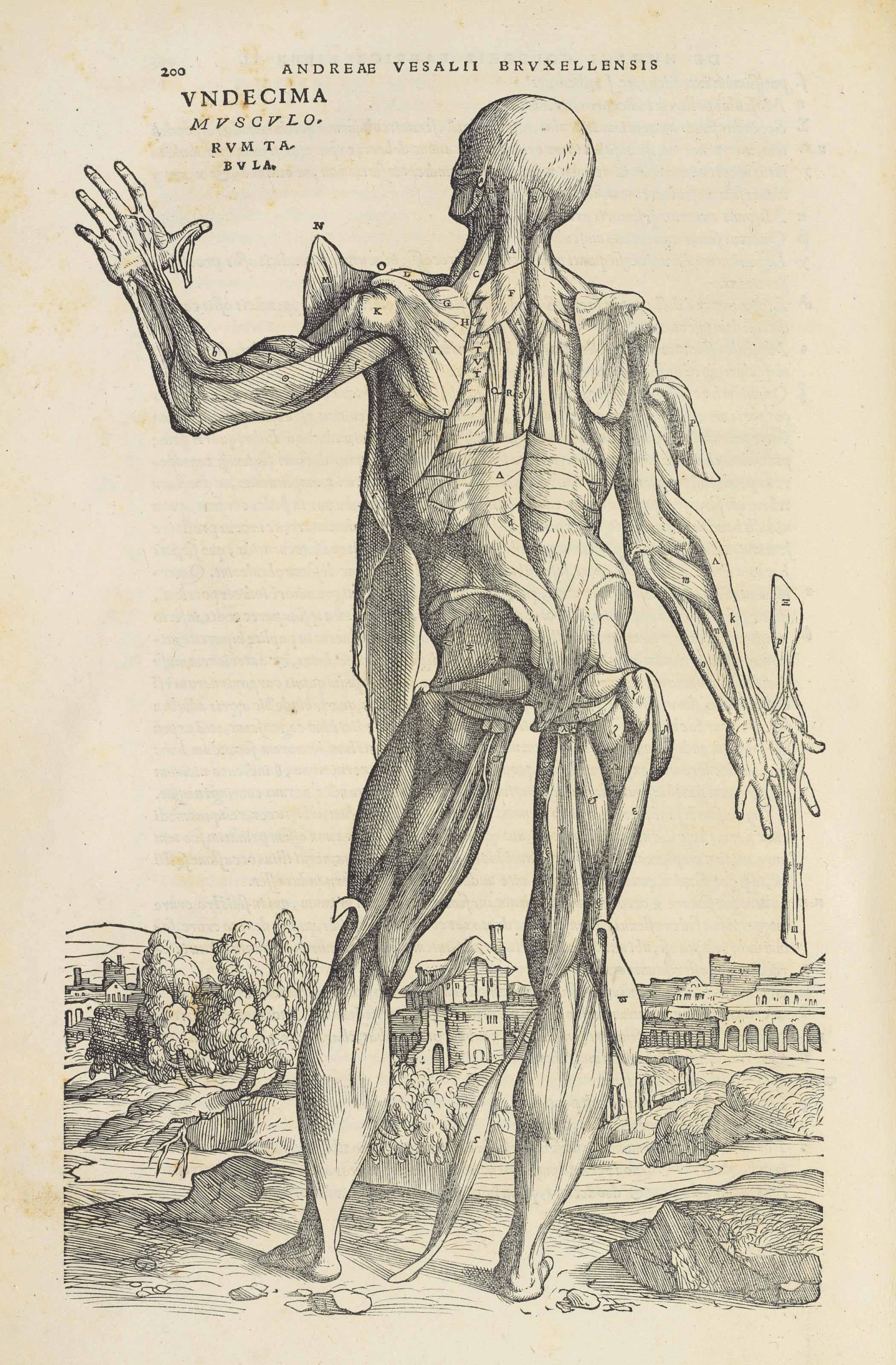 Andreas Vesalius (1514-1564)&nbsp;De humani corporis fabrica libri septem. Basel, June 1543. Sold for &pound;254,500 on 1 December 2015 at Christie&rsquo;s in London