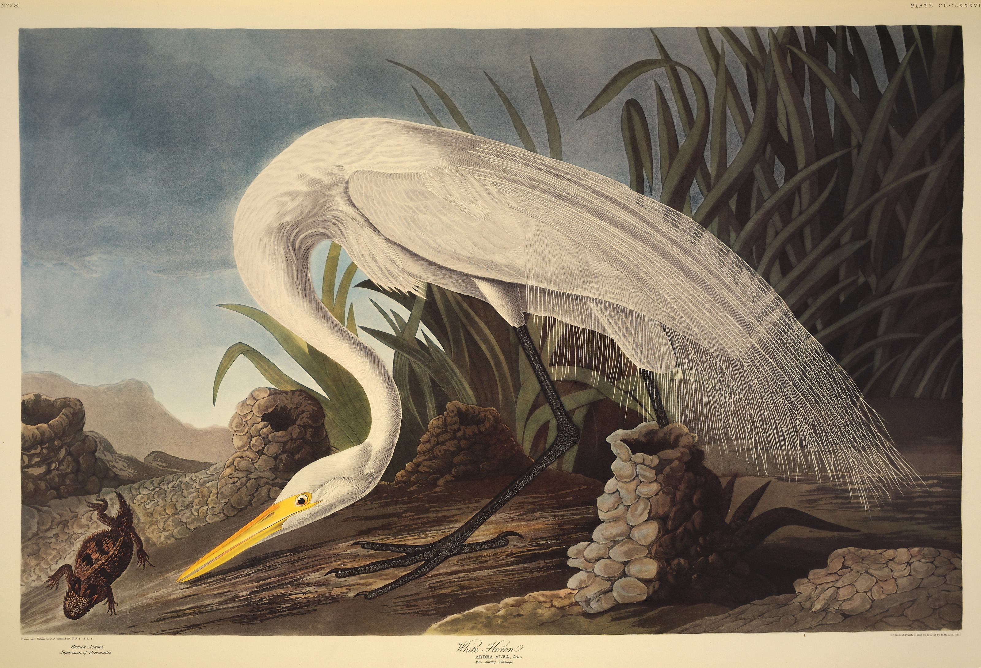AUDUBON, John James (1785-1851). The Birds of America. A Selection of