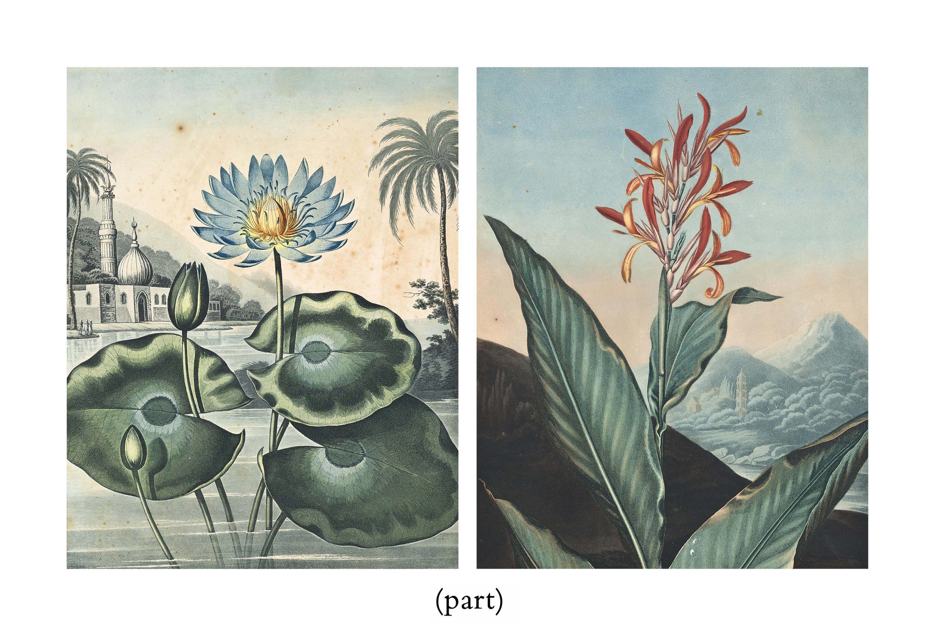 THE BLUE EGYPTIAN WATERLILY, THE WINGED PASSION FLOWER AND THE INDIAN