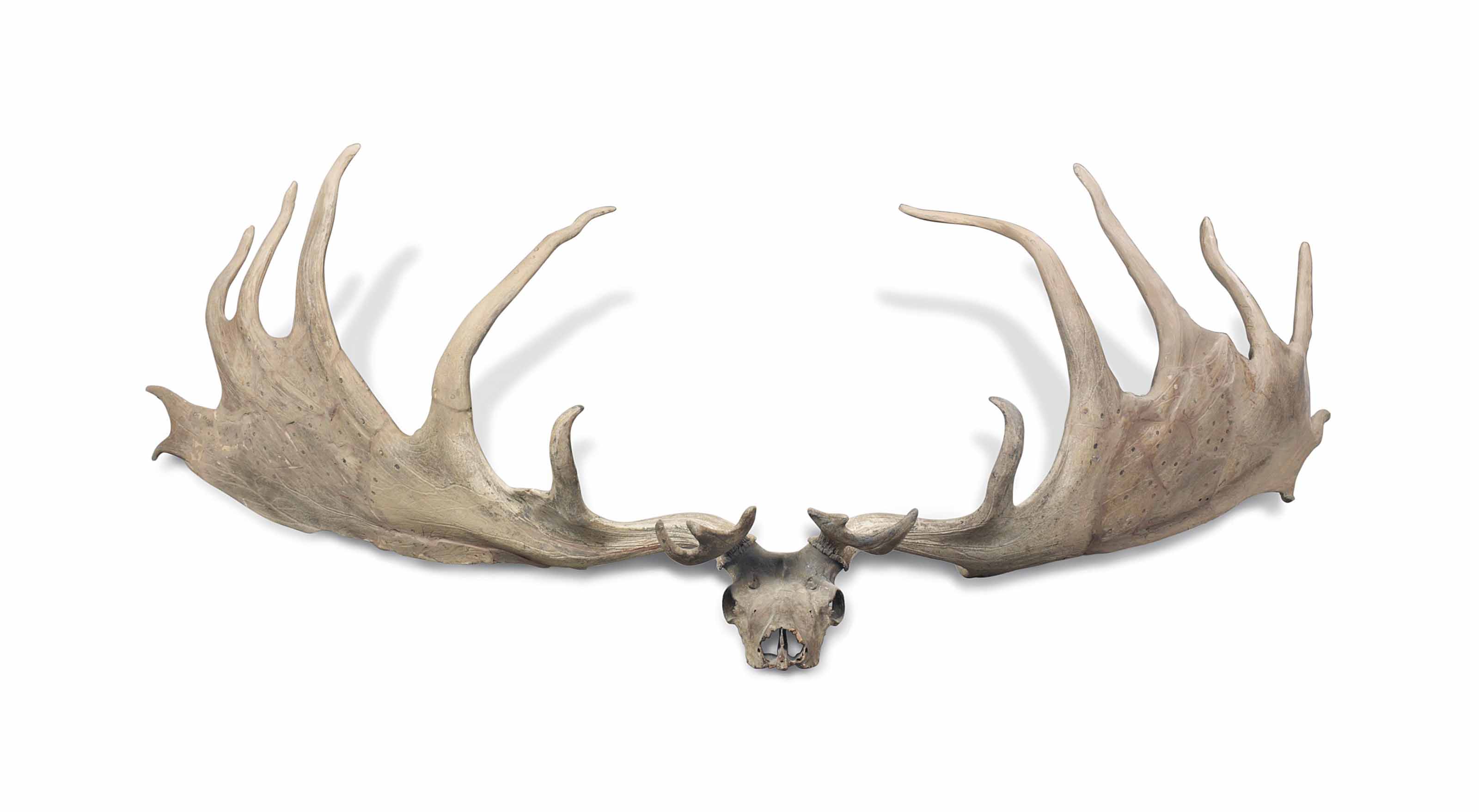 Large elk shop antlers