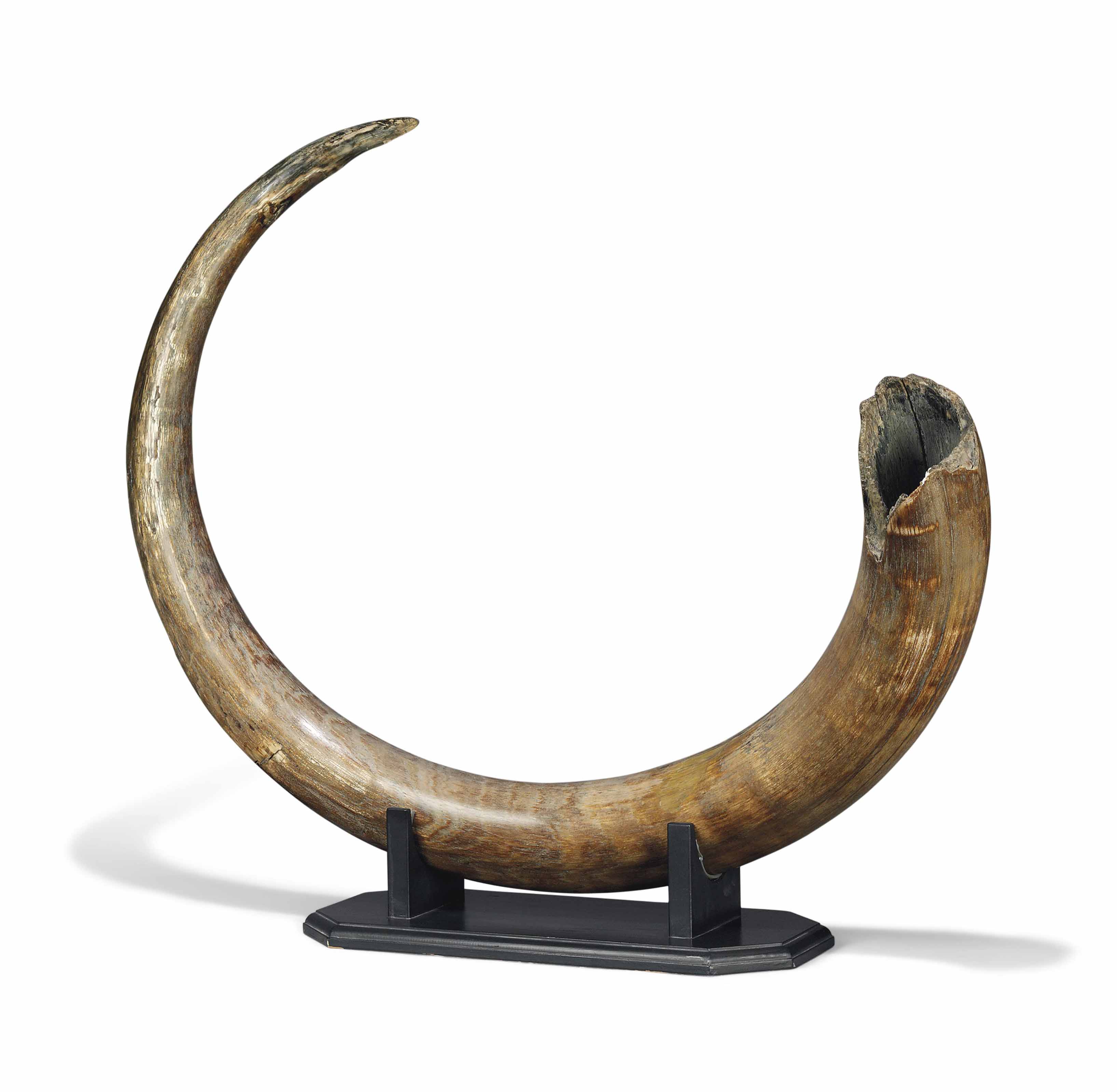woolly mammoth tusk jewelry