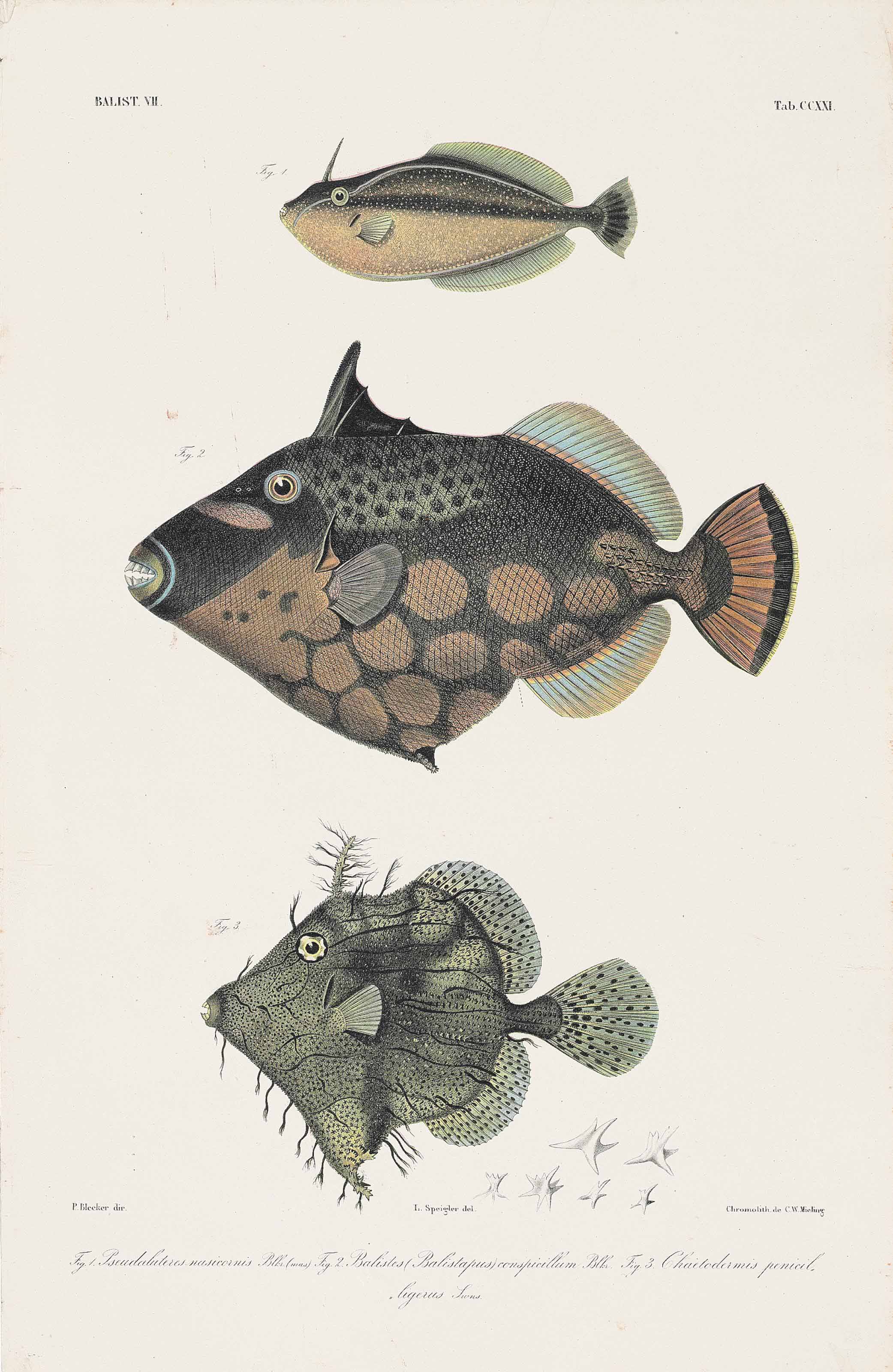 Pieter Bleeker 1819 1878