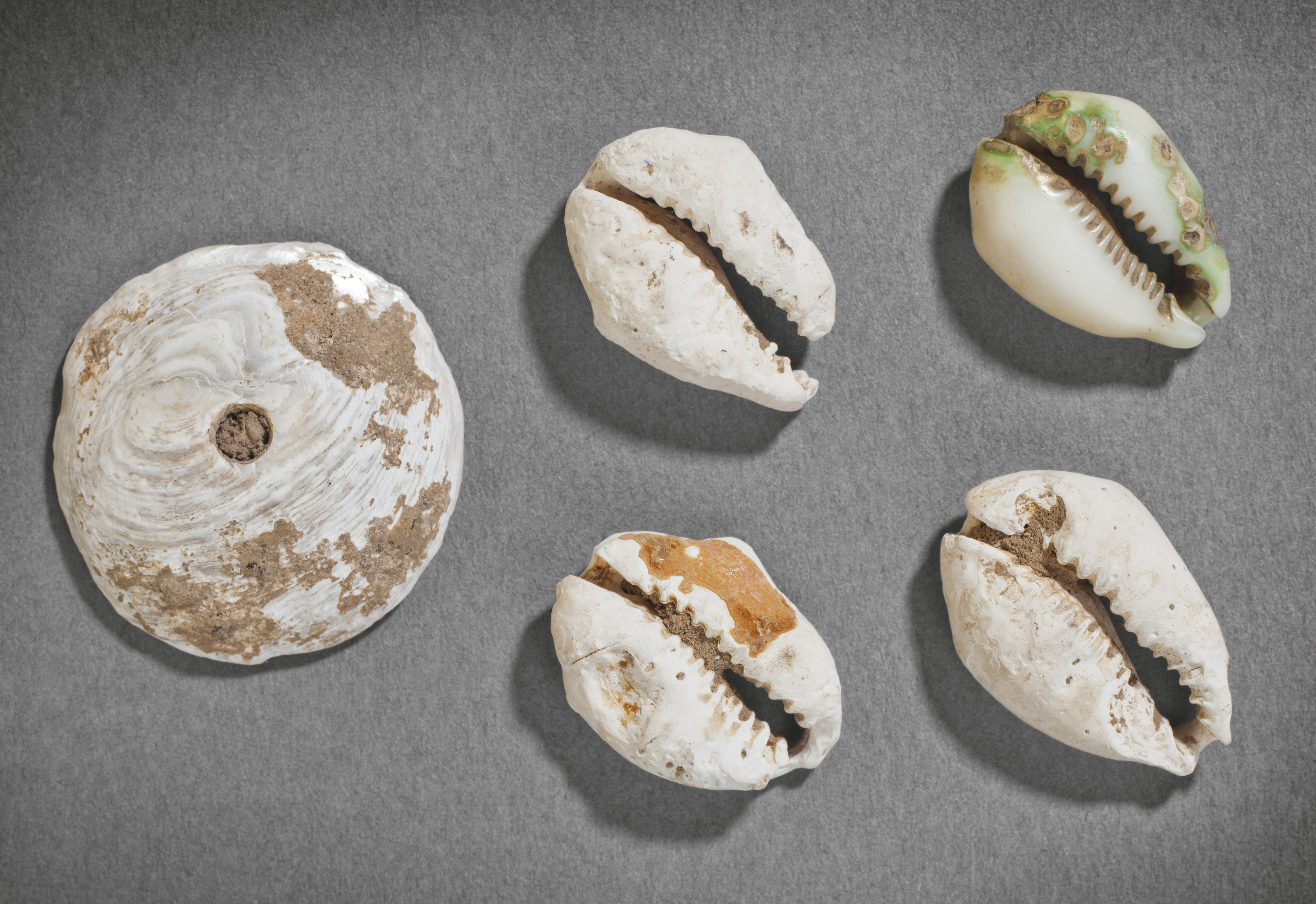 FOUR SMALL COWRIE SHELLS, CHINA, NEOLITHIC PERIOD (CIRCA 6500-1700 BC ...