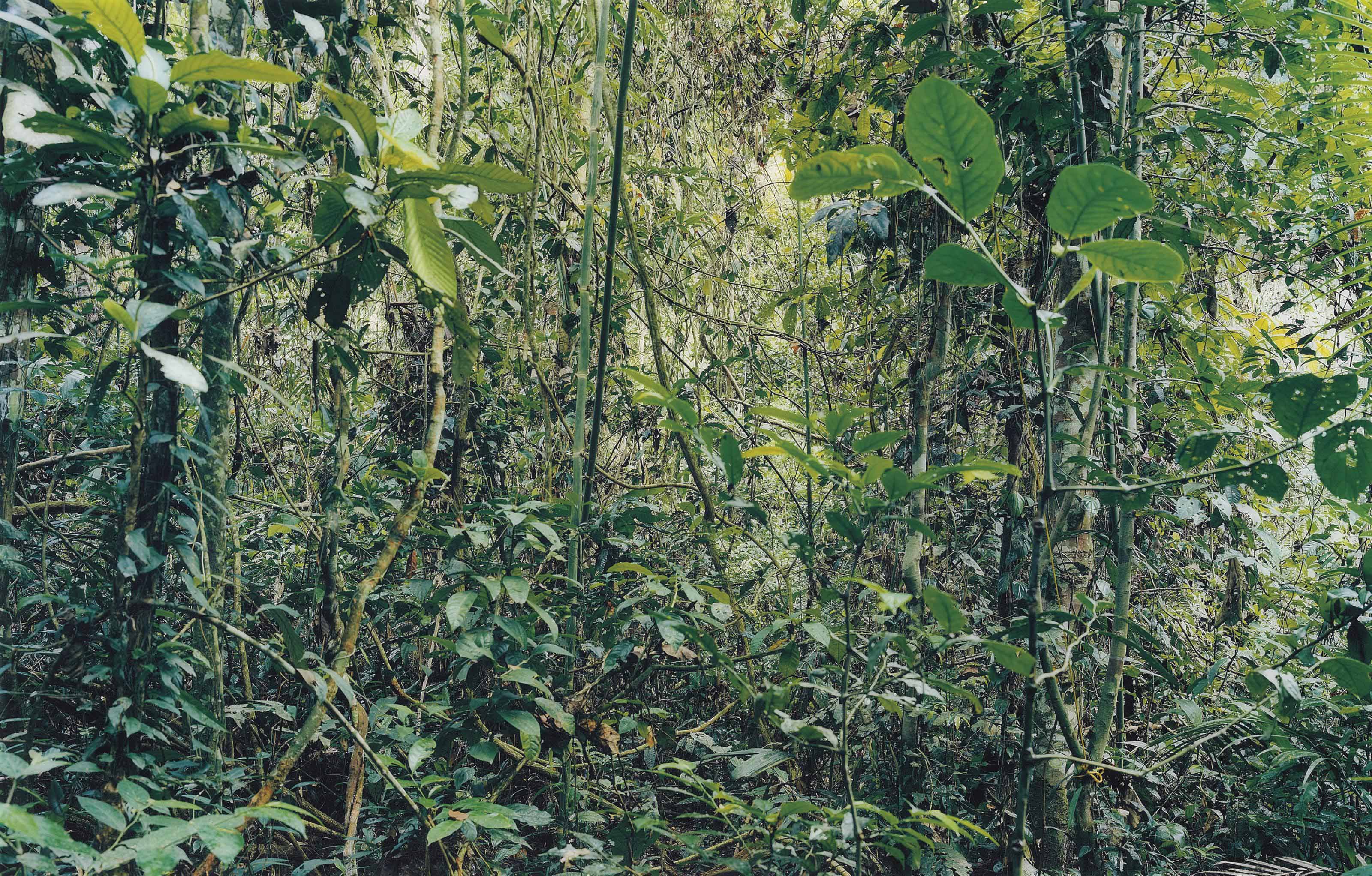 Thomas Struth (b. 1954) , Paradise 29, Peru 2005 | Christie's