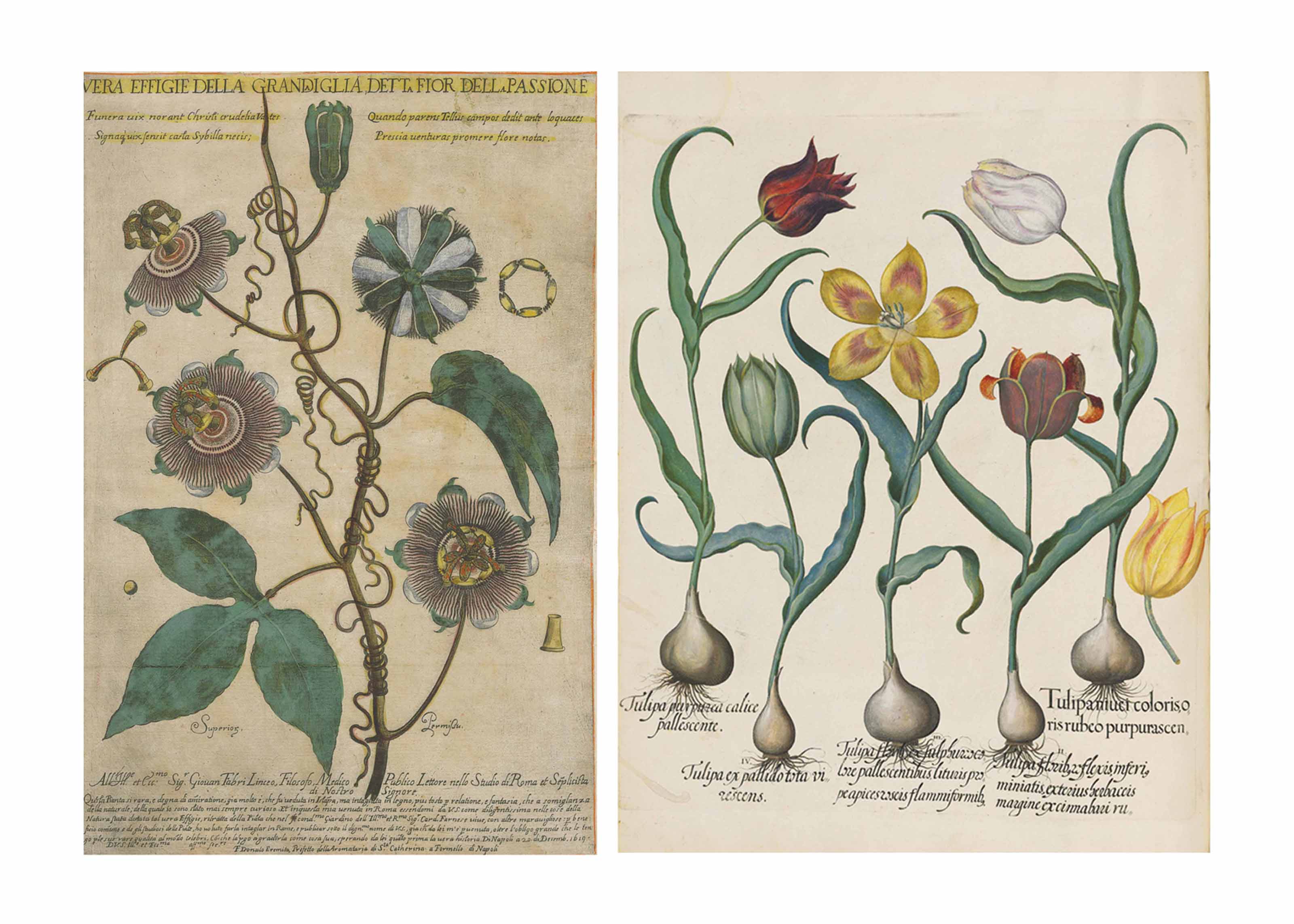 Besler Basilius 1561 1629 Hortus Eystettensis Nuremberg 1613 Books Manuscripts Printed Books Christie S