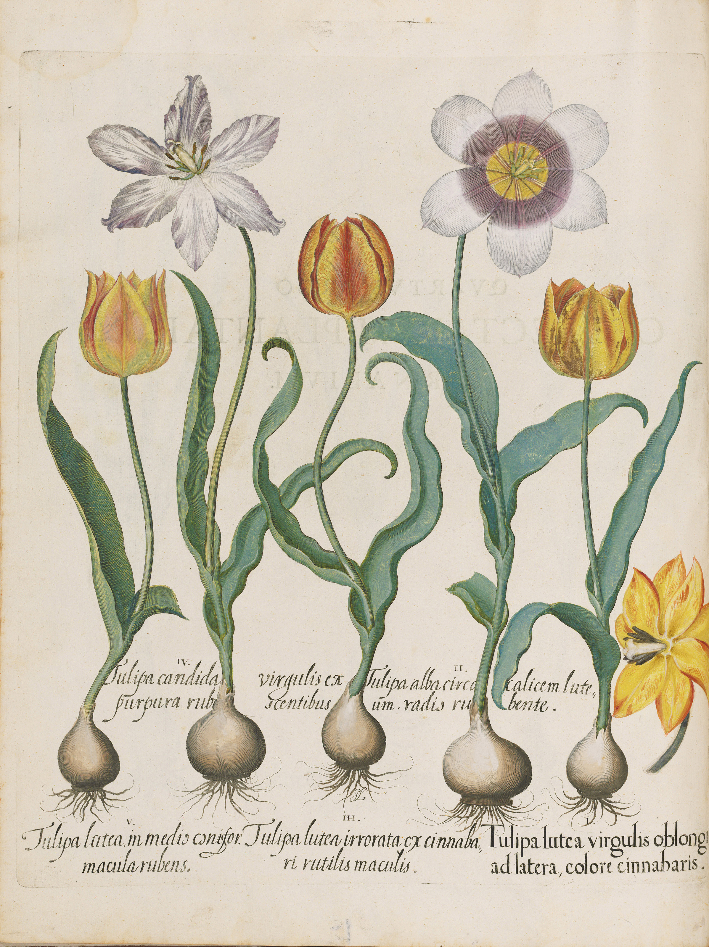 Besler Basilius 1561 1629 Hortus Eystettensis Nuremberg 1613