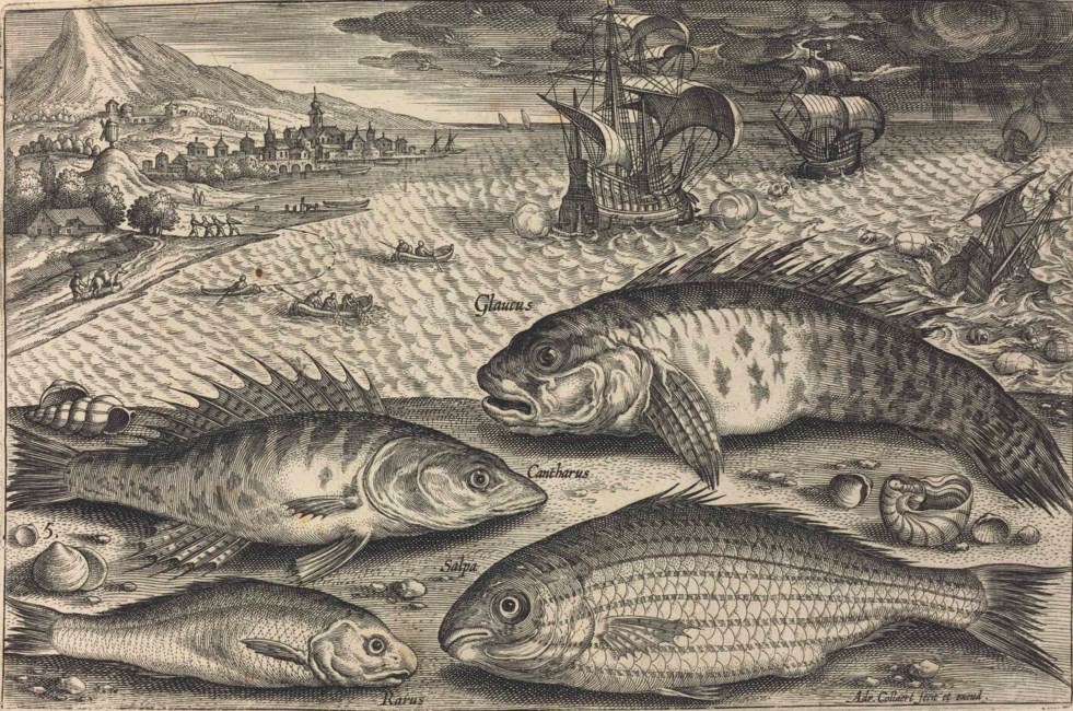 COLLAERT Adrian 1560 1618 Piscium Vivae Icones Antwerp N p C 1610 