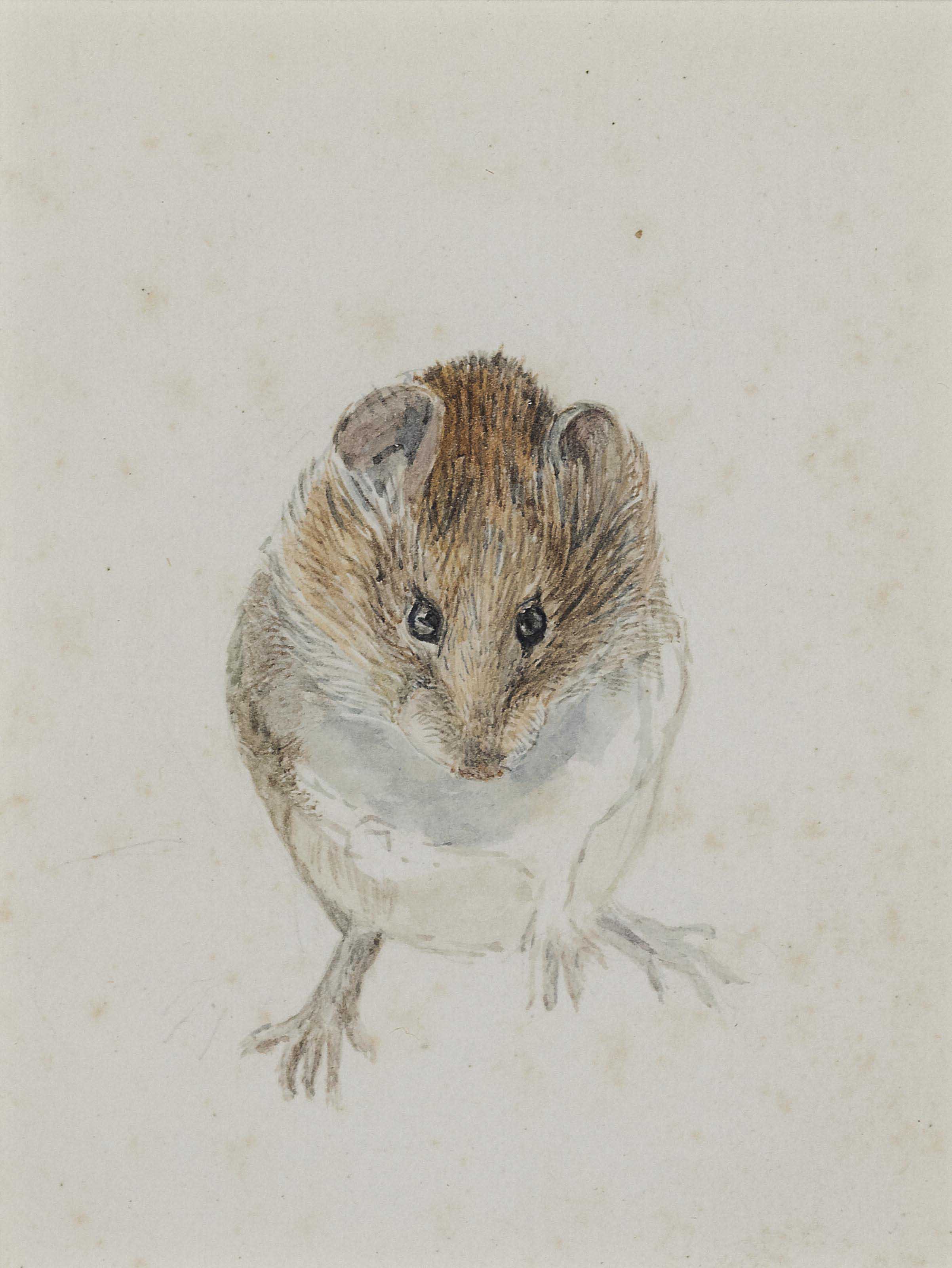 POTTER, Helen Beatrix (1866-1943) , Study of a Mouse | Christie's