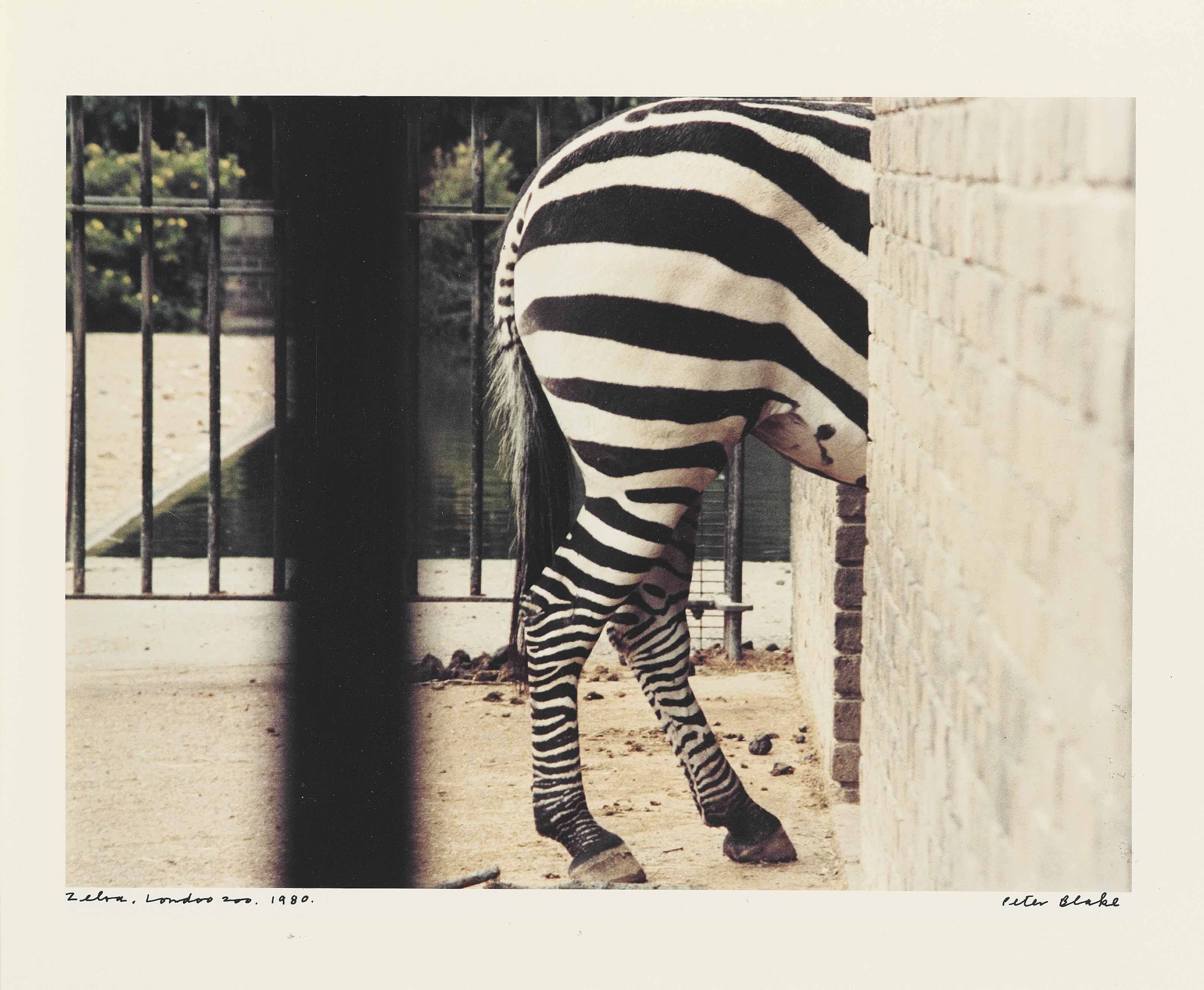 Zebra, London Zoo