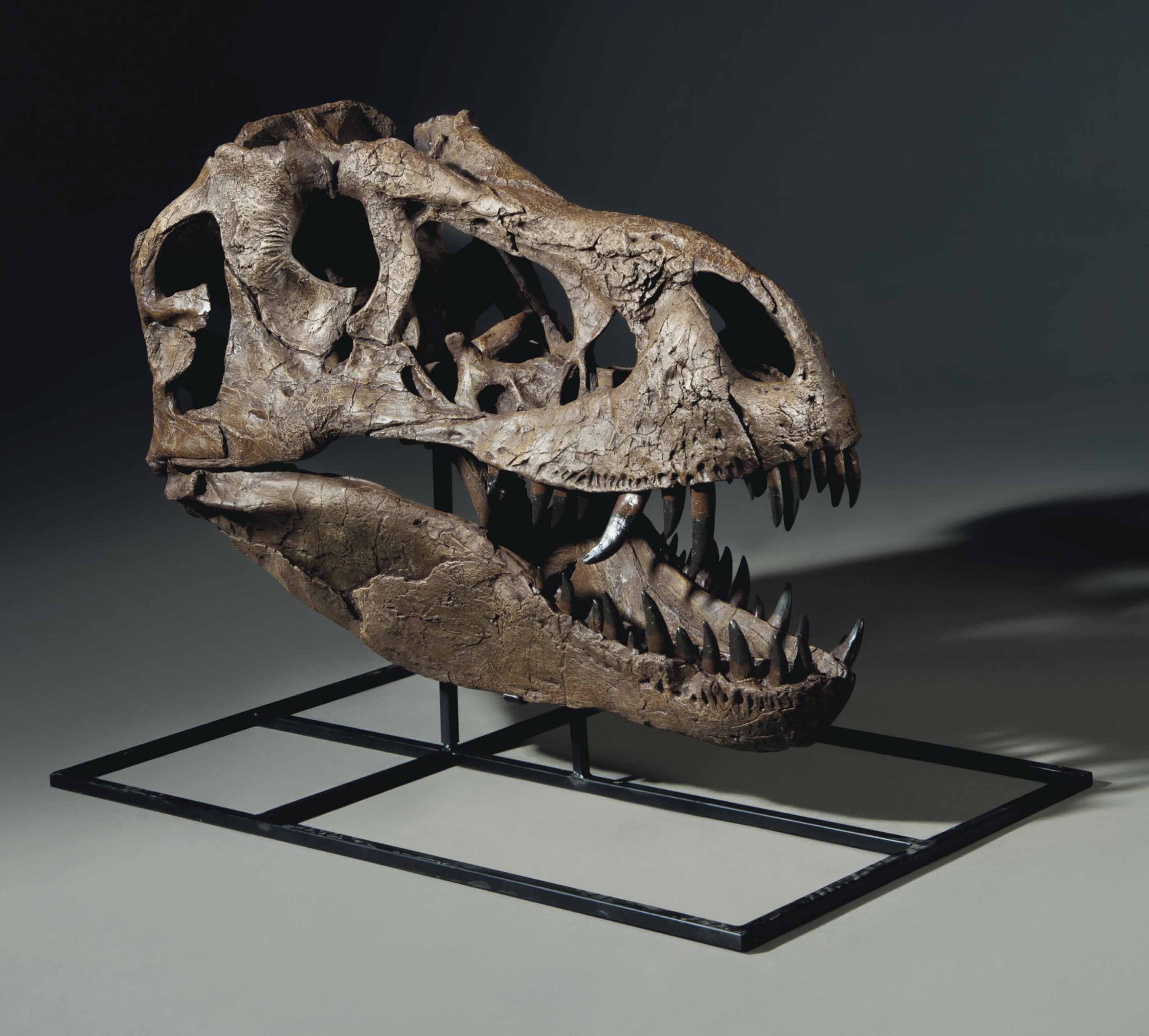 t rex real skull