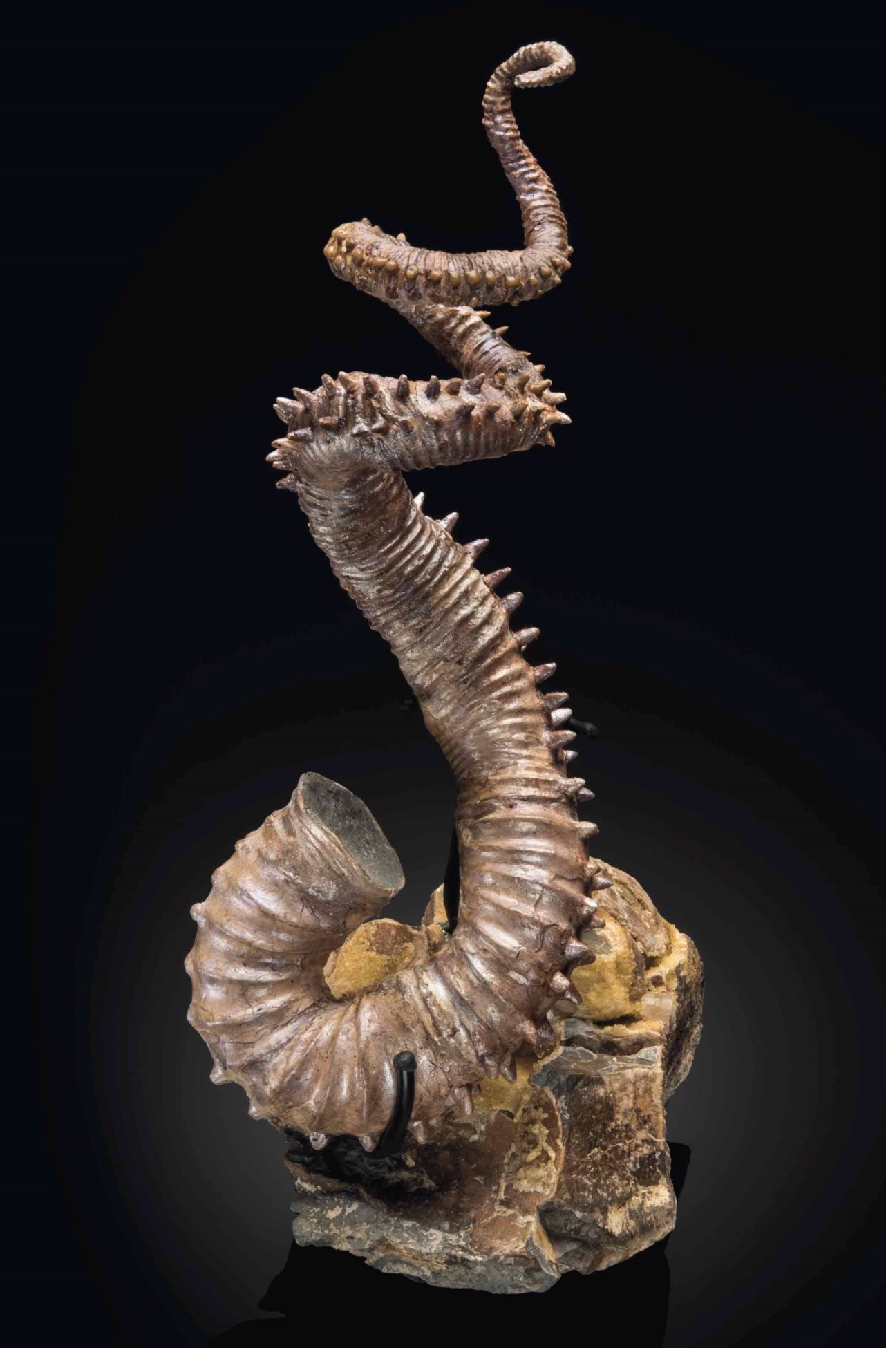 A RARE HORNED HETEROMORPH AMMONITE, South Dakota | Christie's