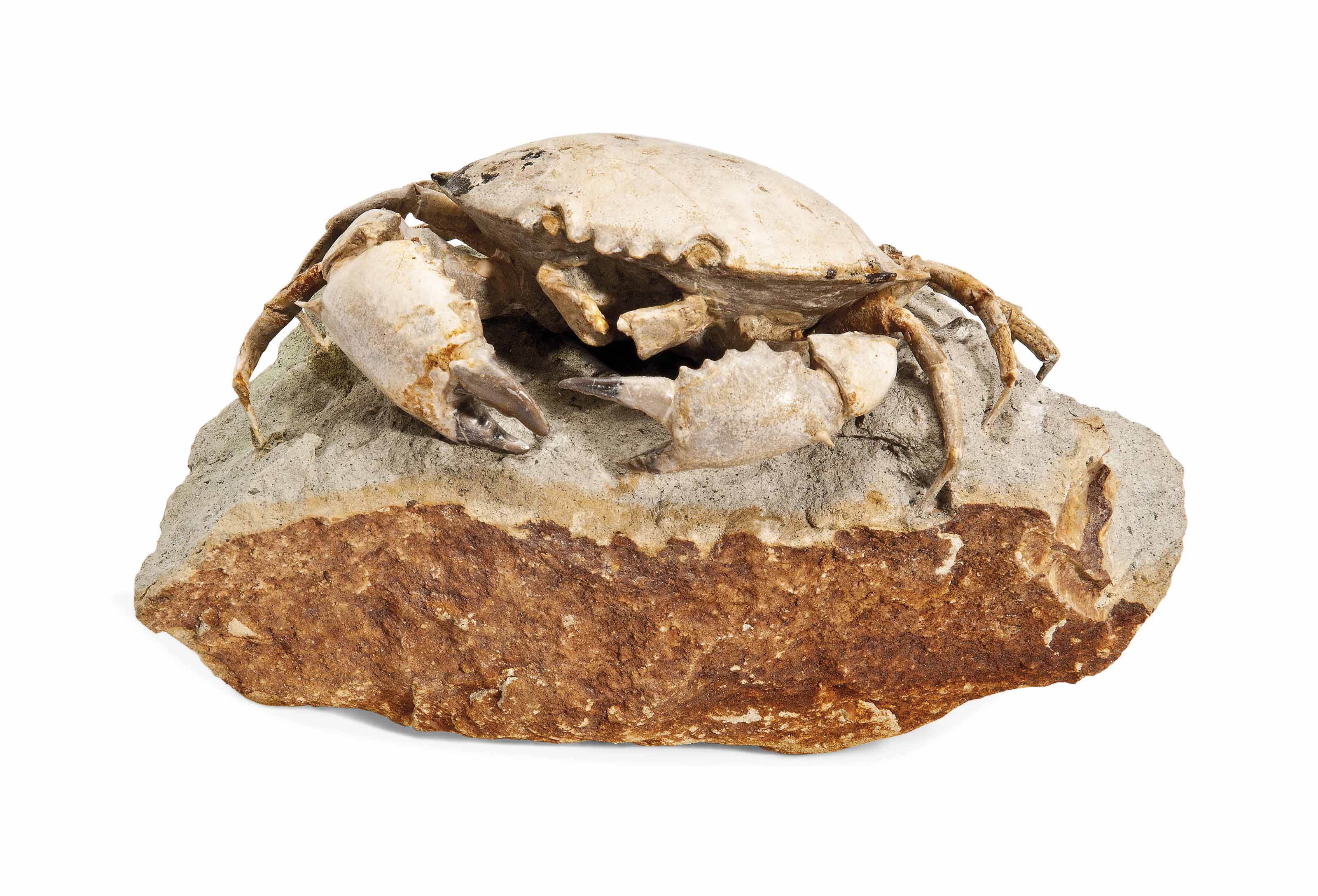 A FOSSIL CRAB