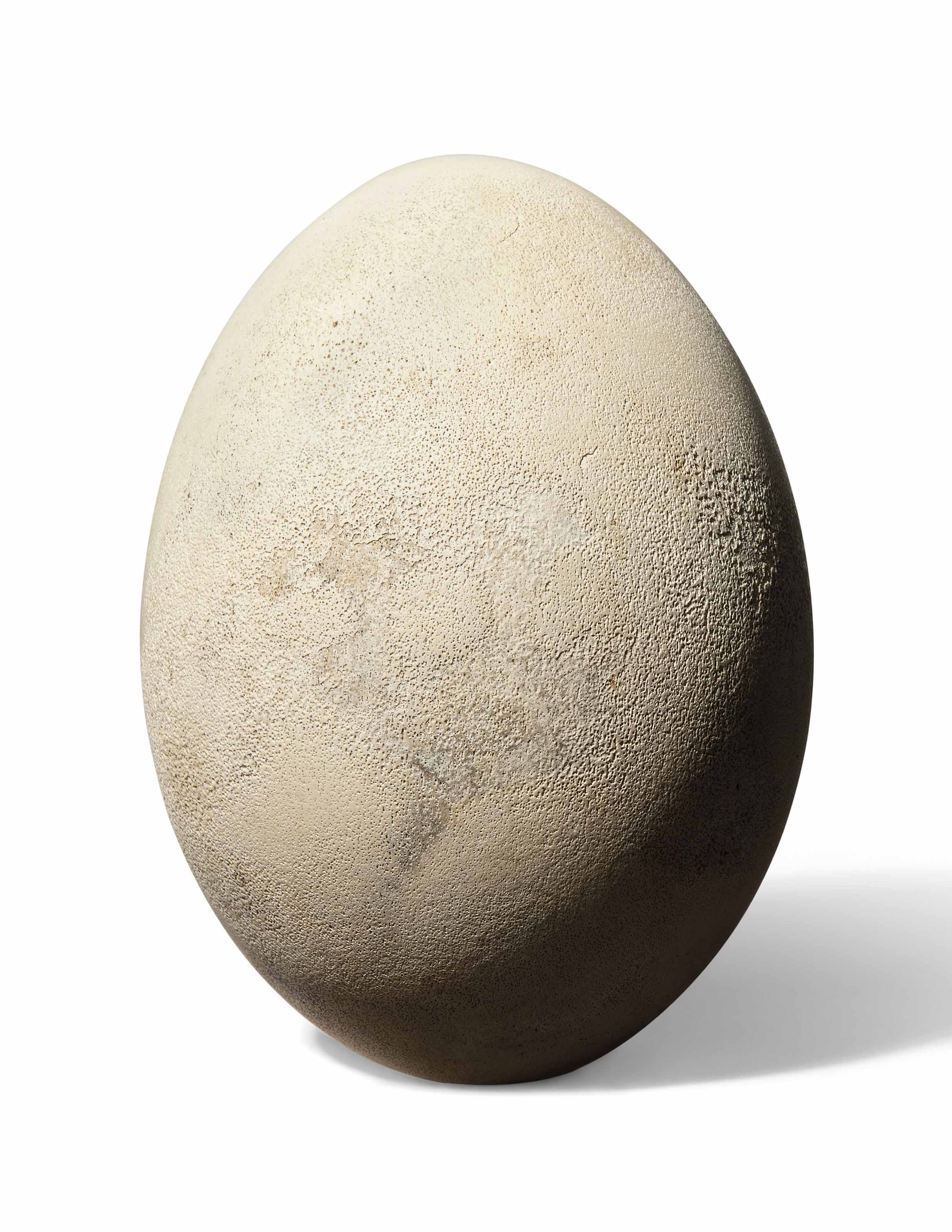 An Intact Elephant Bird Egg Madagascar Pre 17th Century Fossils Minerals Fossils Christie S