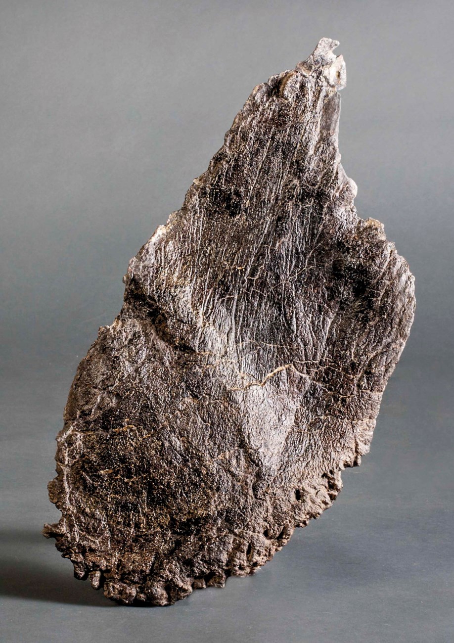 A STEGOSAURUS PLATE, WYOMING, USA Christie's