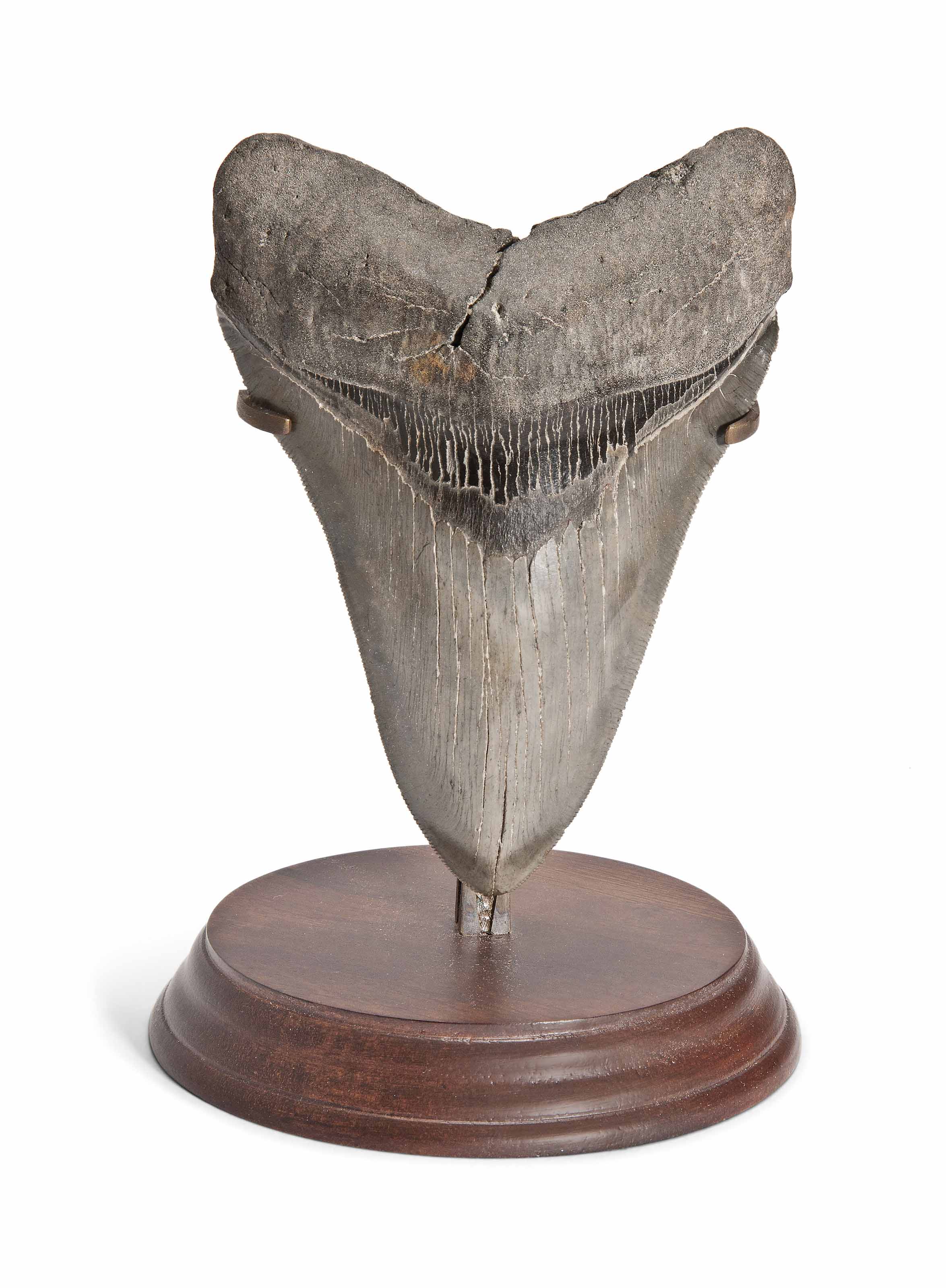 A MEGALODON TOOTH , NORTH CAROLINA, USA | Christie's