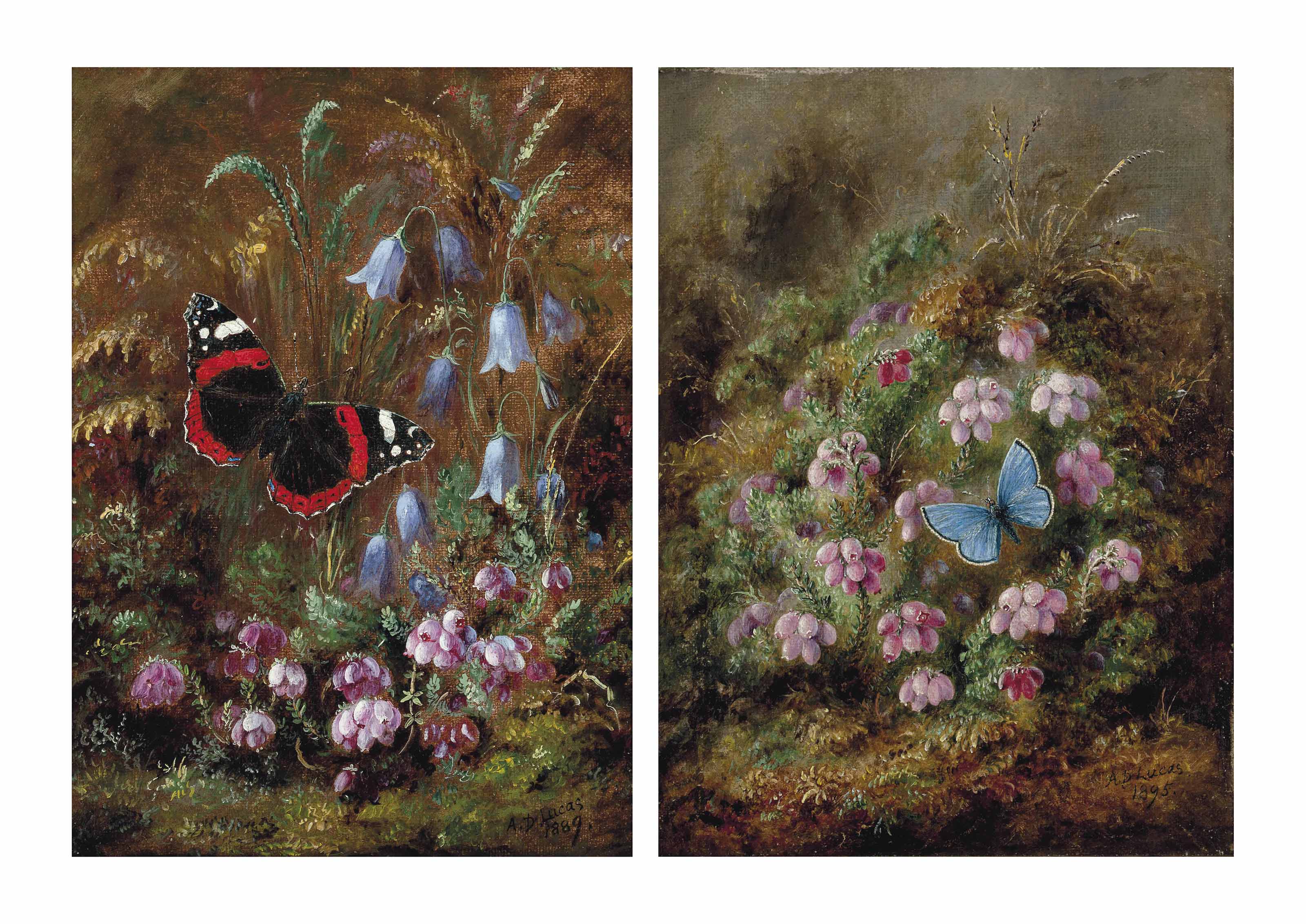 A red admiral butterfly among hairbells; and A silver studded blue butterfly amongst heather