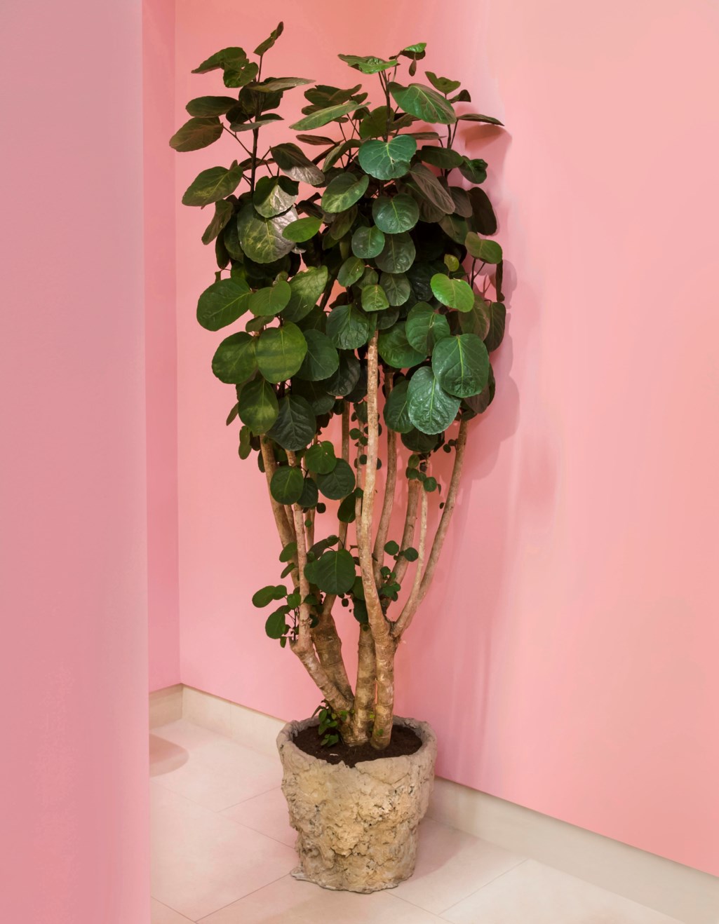 Cactus and Pot (Pachypodium Lamerei)