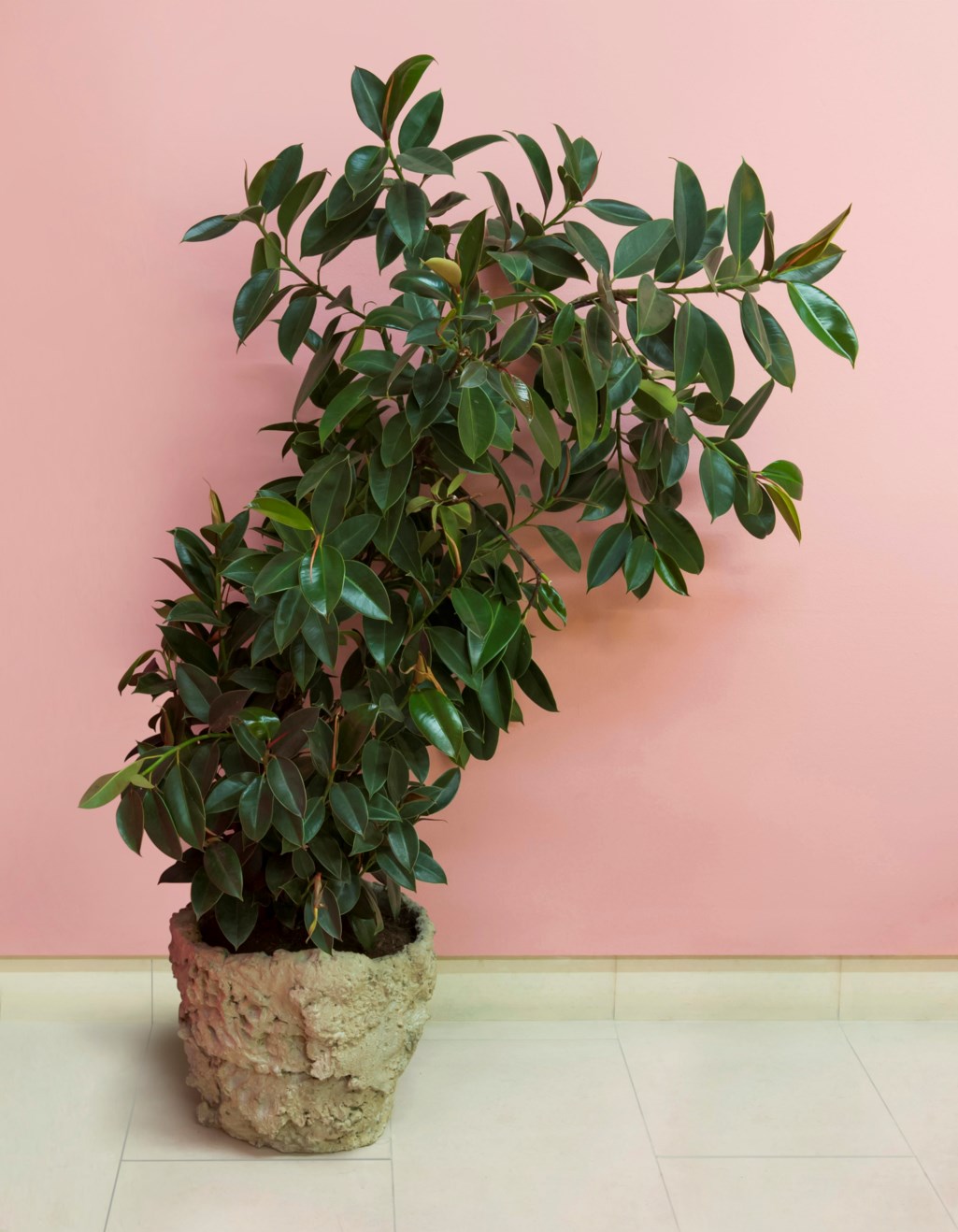 Medium Plant and Pot (Ficus Elastica Melany)