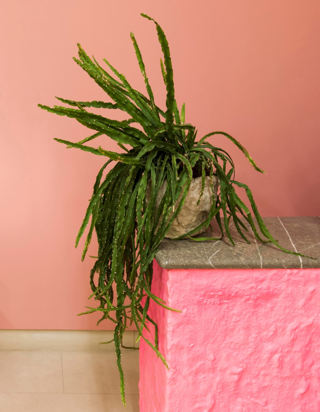 Small pot and plant (Lepismium cruciform)