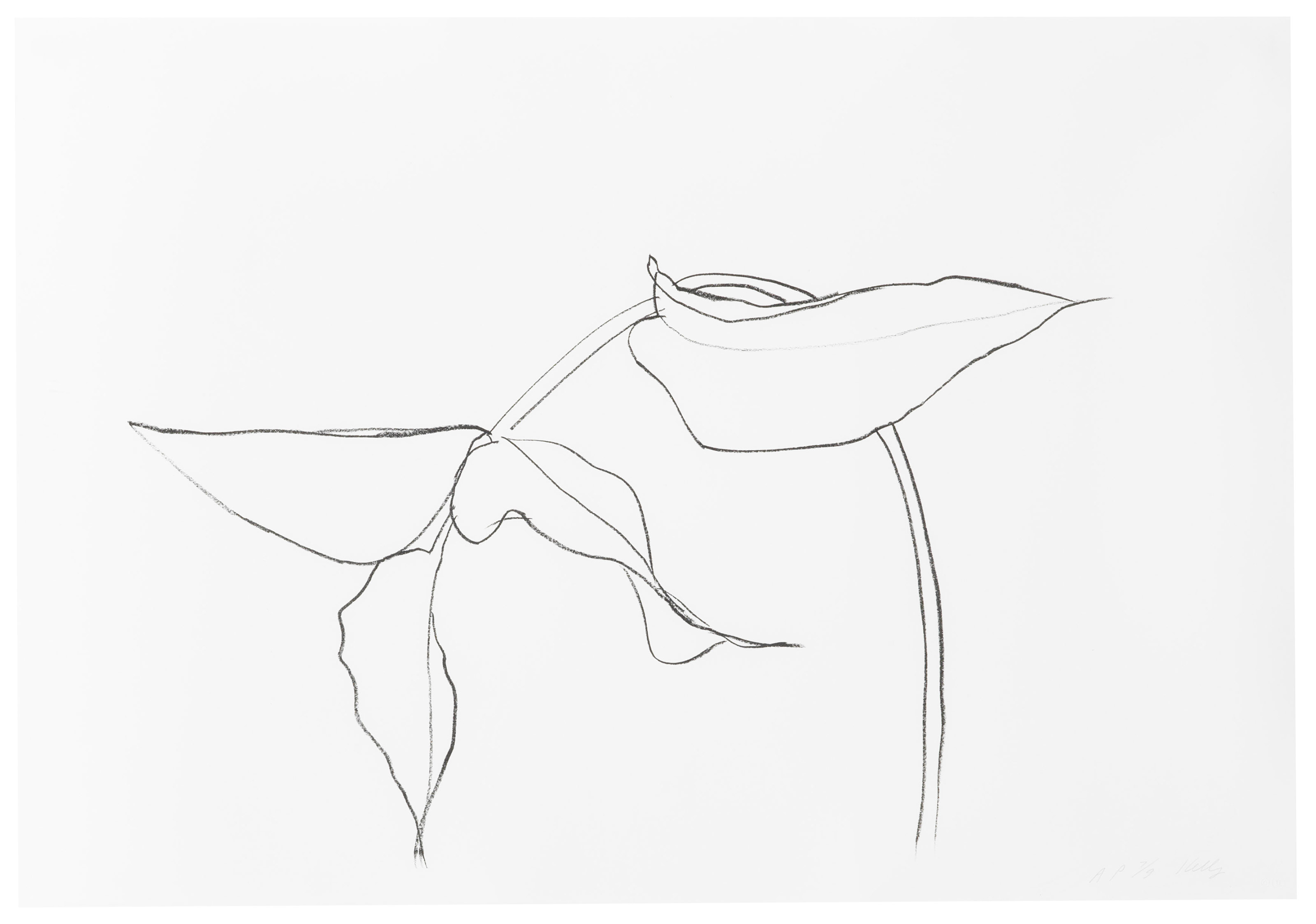 ELLSWORTH KELLY (1923-2015), Philodendron I, from: Series of Plant