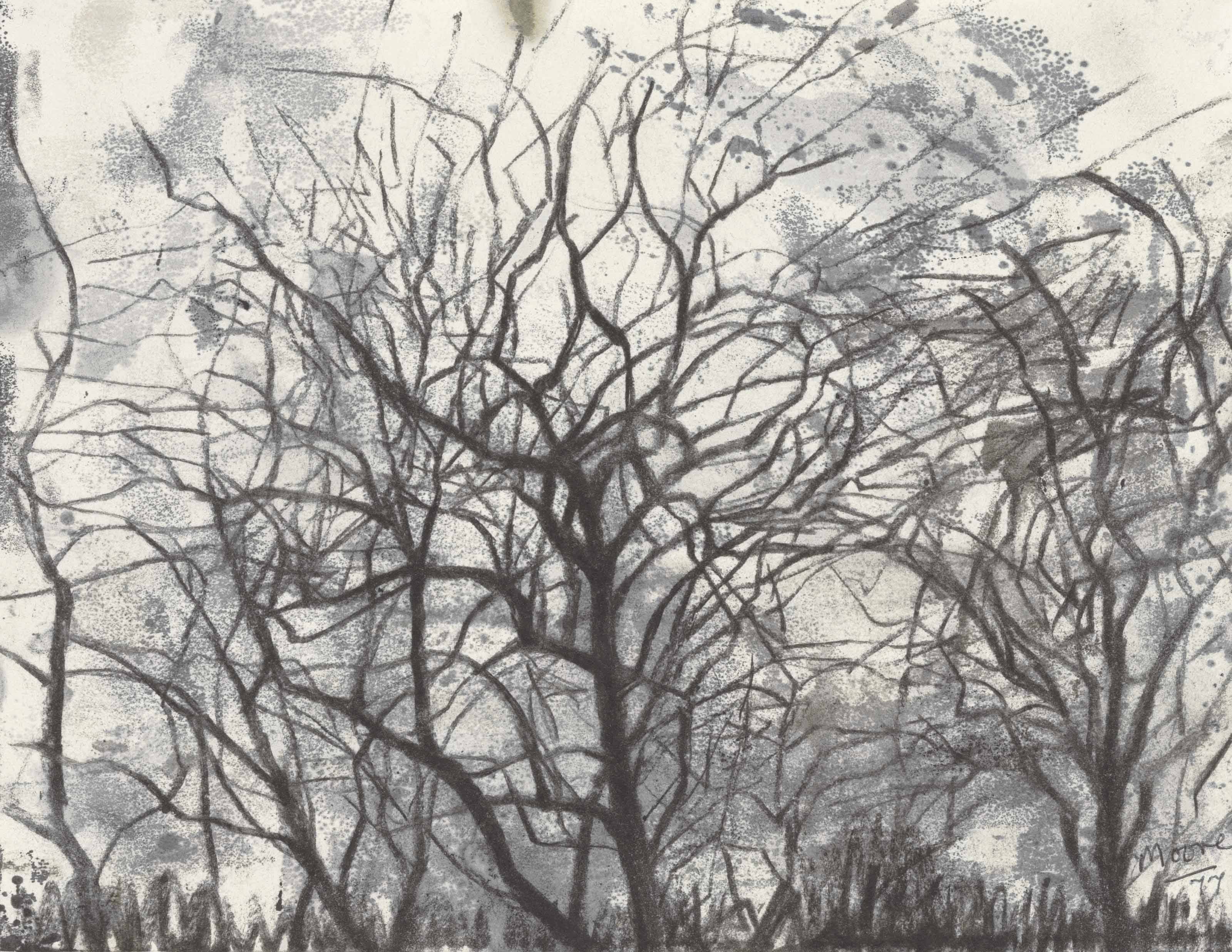 Apple Orchard in Winter
